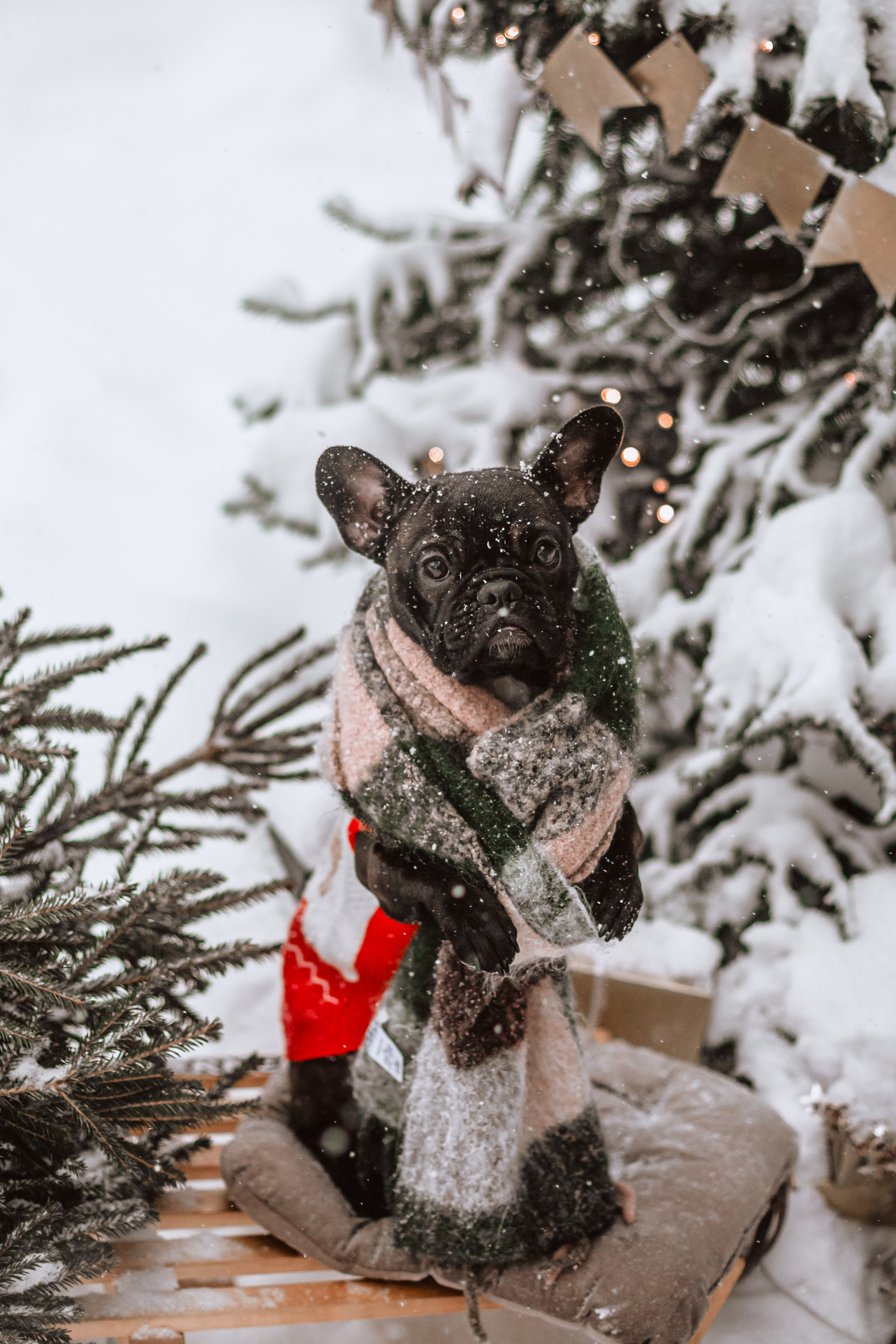 Кантри Хаус. Фотограф-анималист Татьяна Степанова