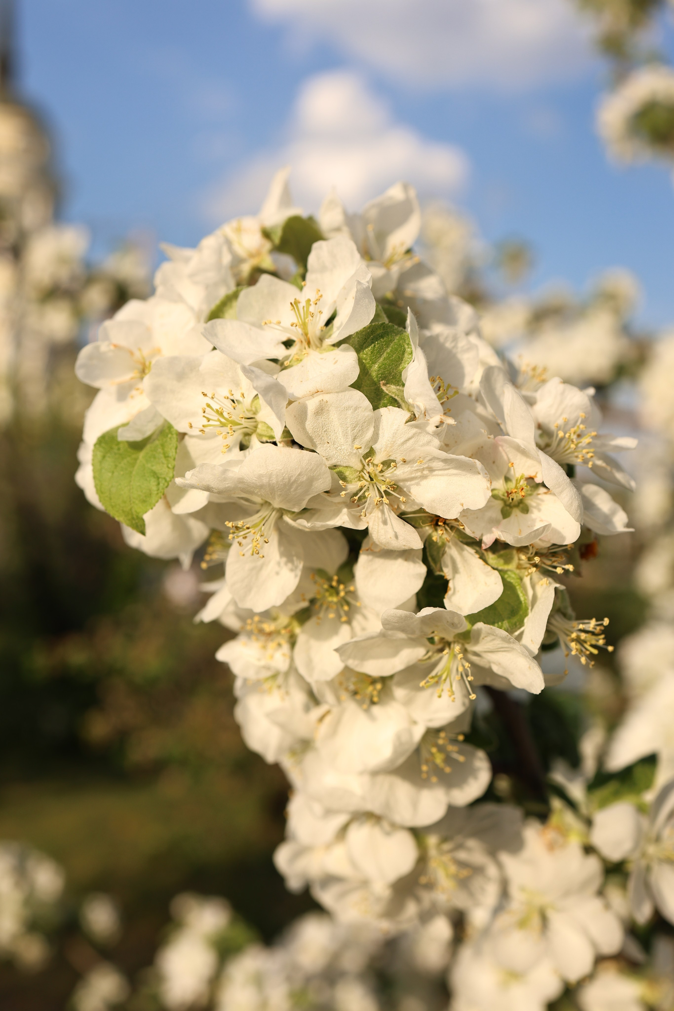 Маргарита. Свадебный и семейный фотограф в Воронеже Ксения Воротникова