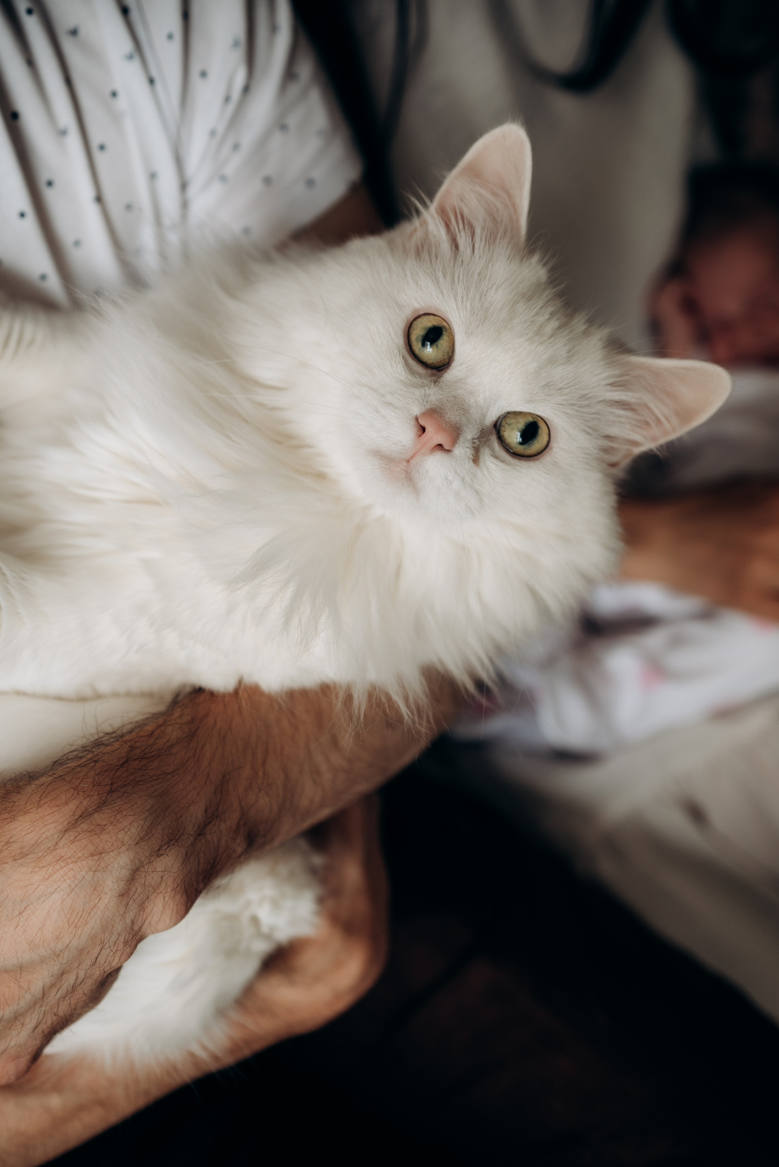 Елена + Александр + Аня. Фотограф в Санкт-Петербурге Пономарева Юлия