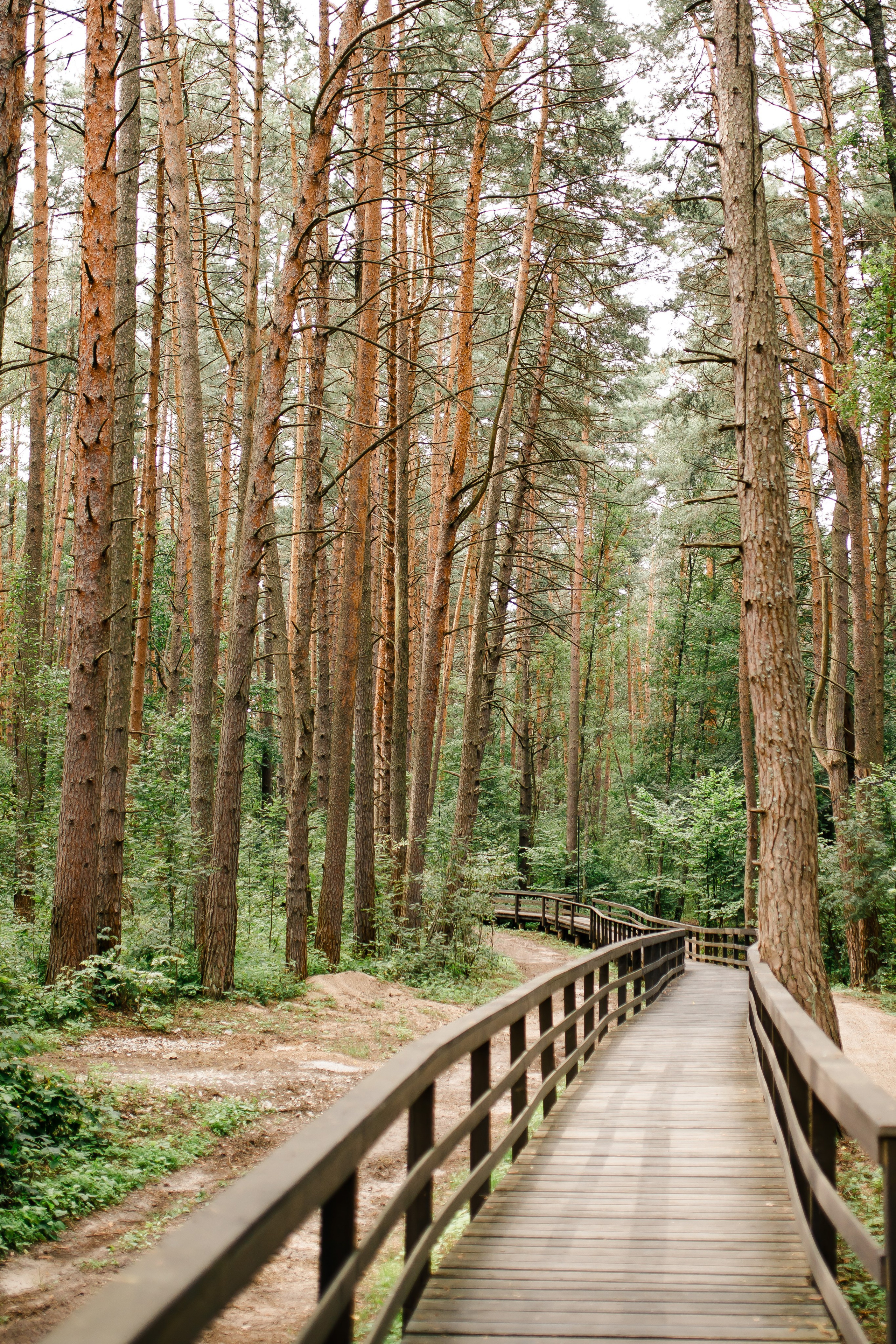 Мария и Николай|Pine River. Свадебный фотограф Серпухов — Москва Ольга Васильева