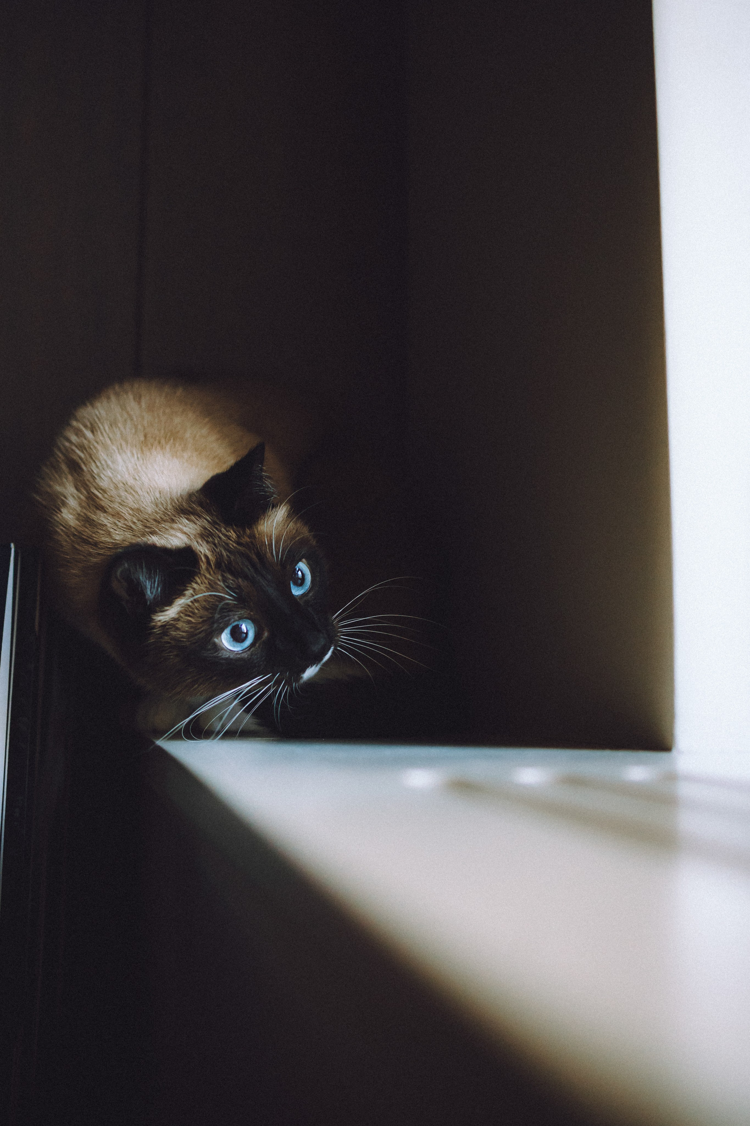 Наташа, Маруся и Зефир