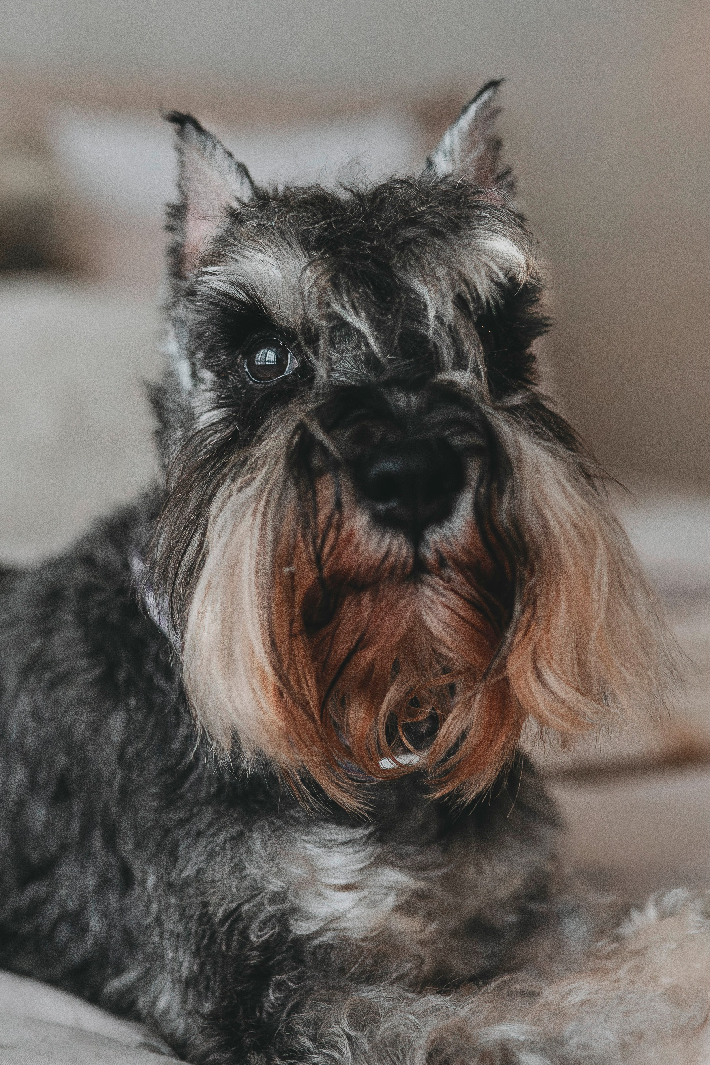 Ольга и Сатори. Фотограф анималист в Спб недорого Олеся Майорова
