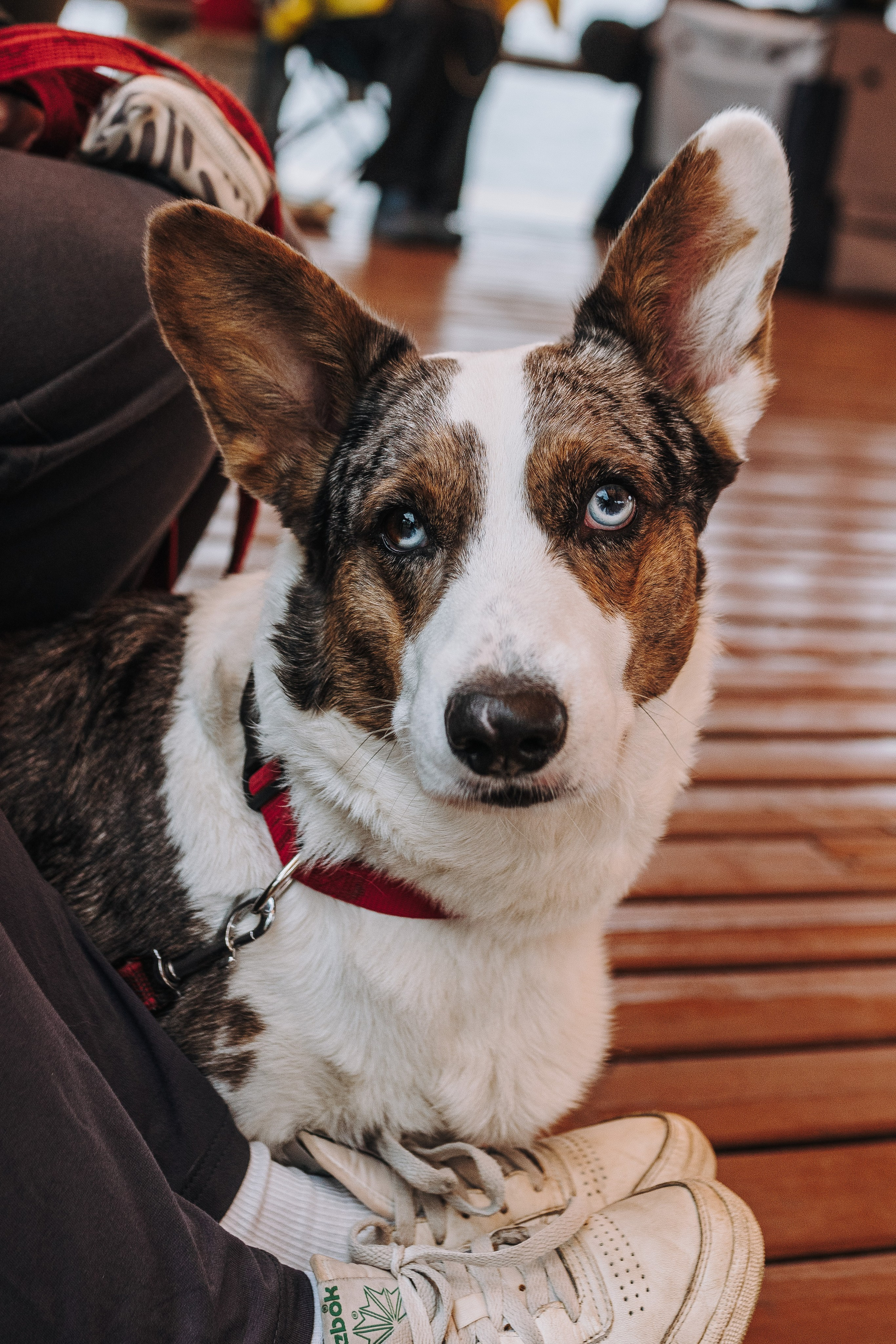 Соревнования по ноузворку в Лосево. Фотограф анималист в Спб недорого Олеся Майорова