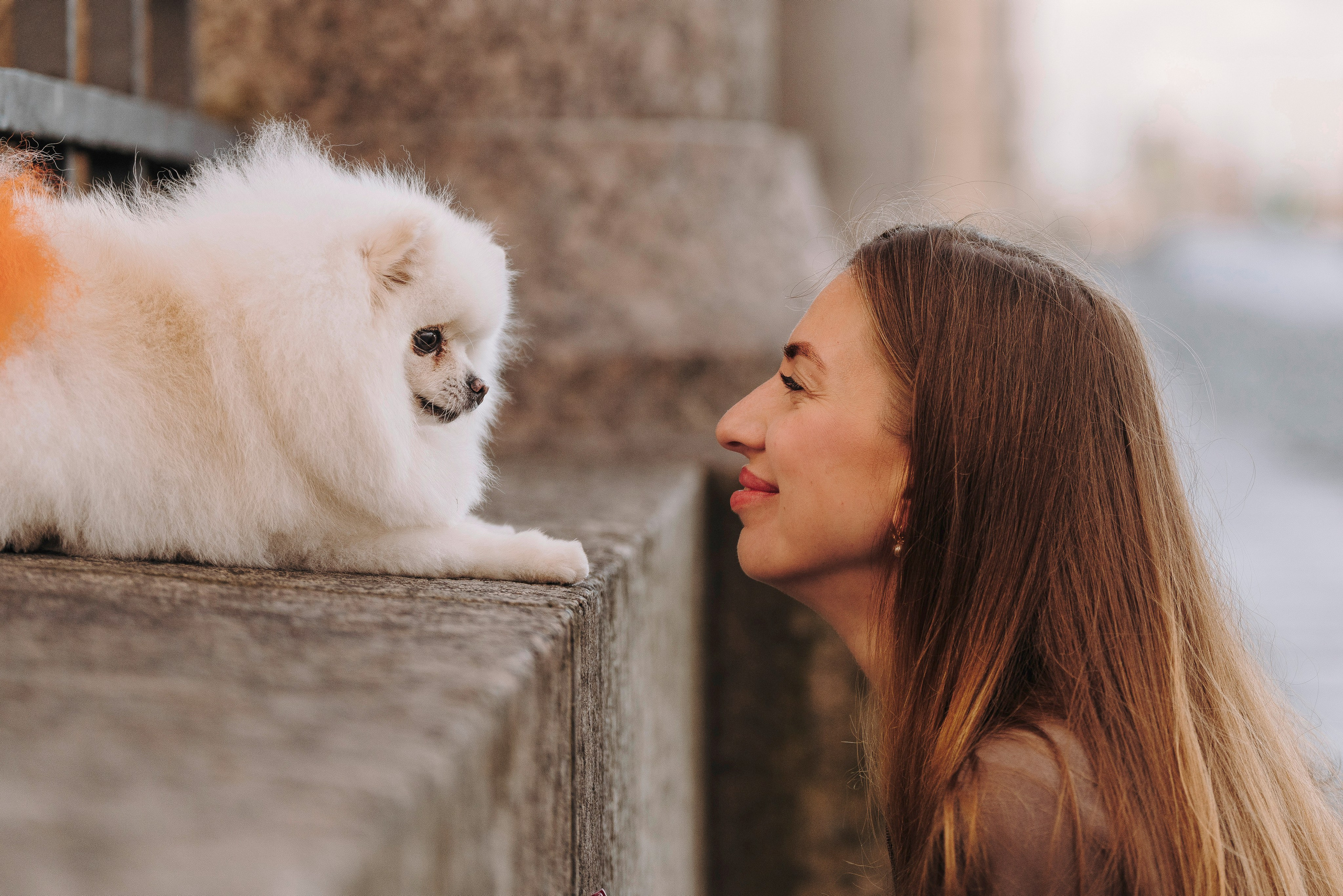 Фотосессия с померанским шпицем. Фотограф анималист в Спб недорого Олеся Майорова