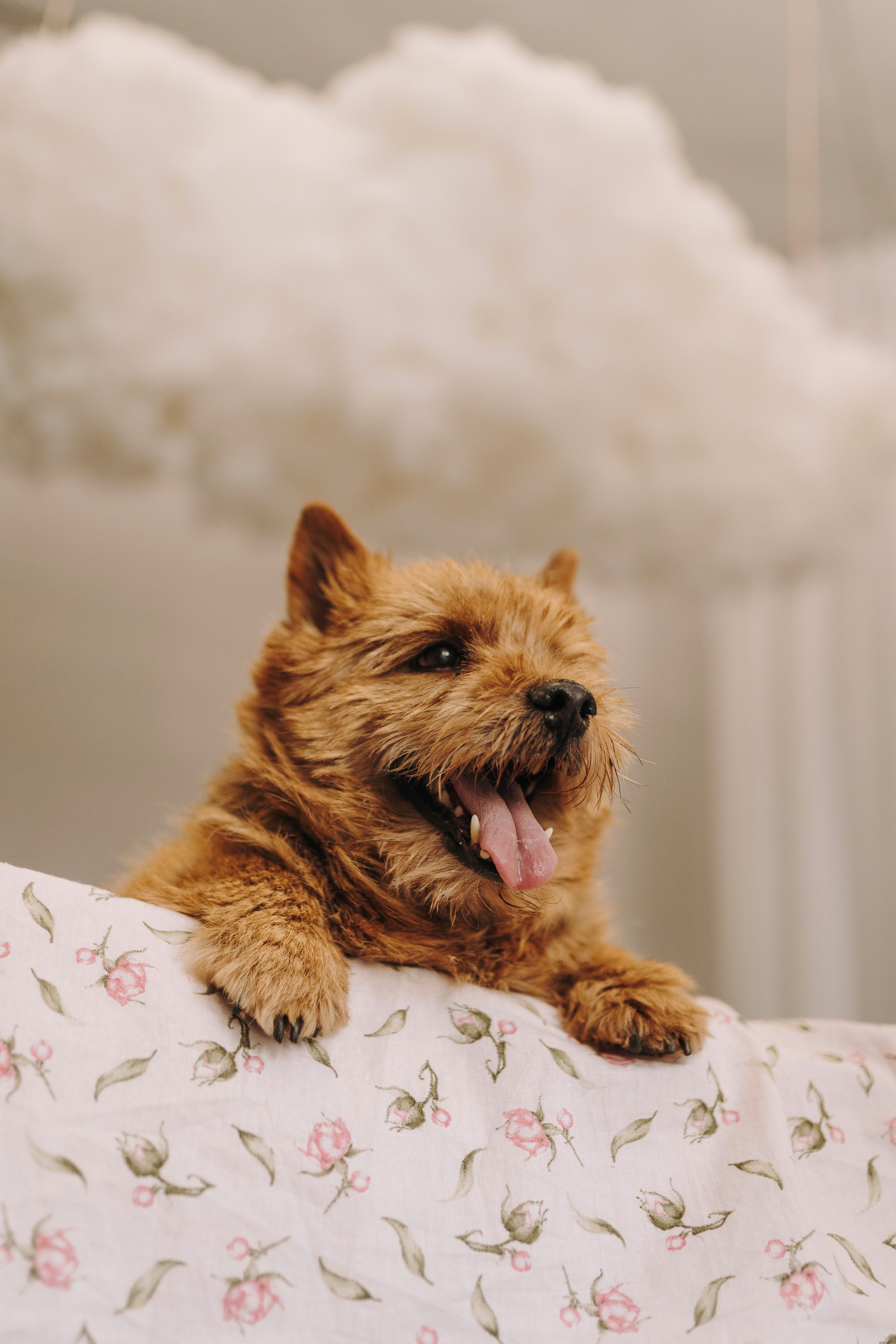 Маша и Рамси. Фотограф анималист в Спб недорого Олеся Майорова