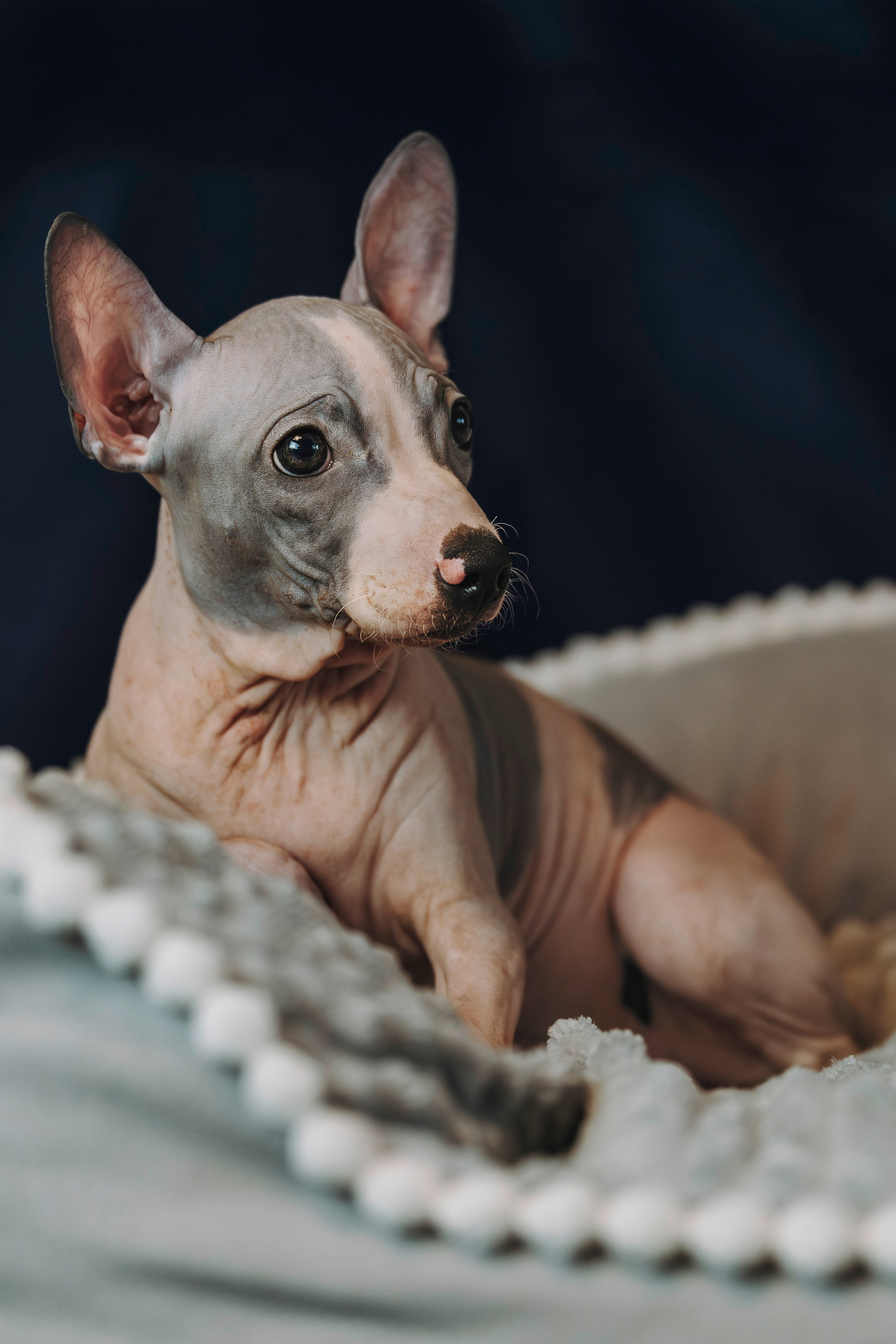 Малыши американского голого терьера. Фотограф анималист в Спб недорого Олеся Майорова