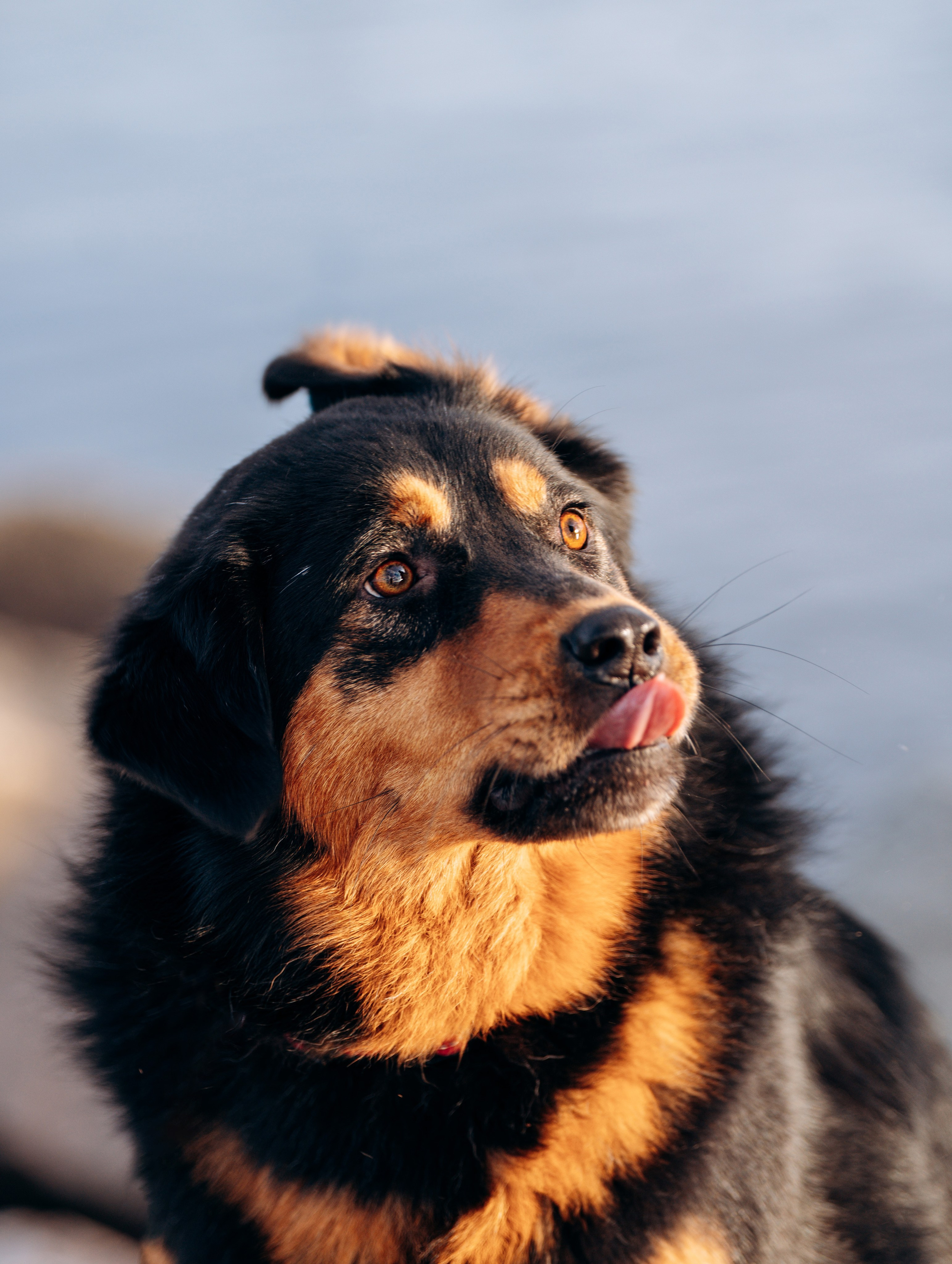 Глаша и Любовь. Фотограф анималист в Спб недорого Олеся Майорова