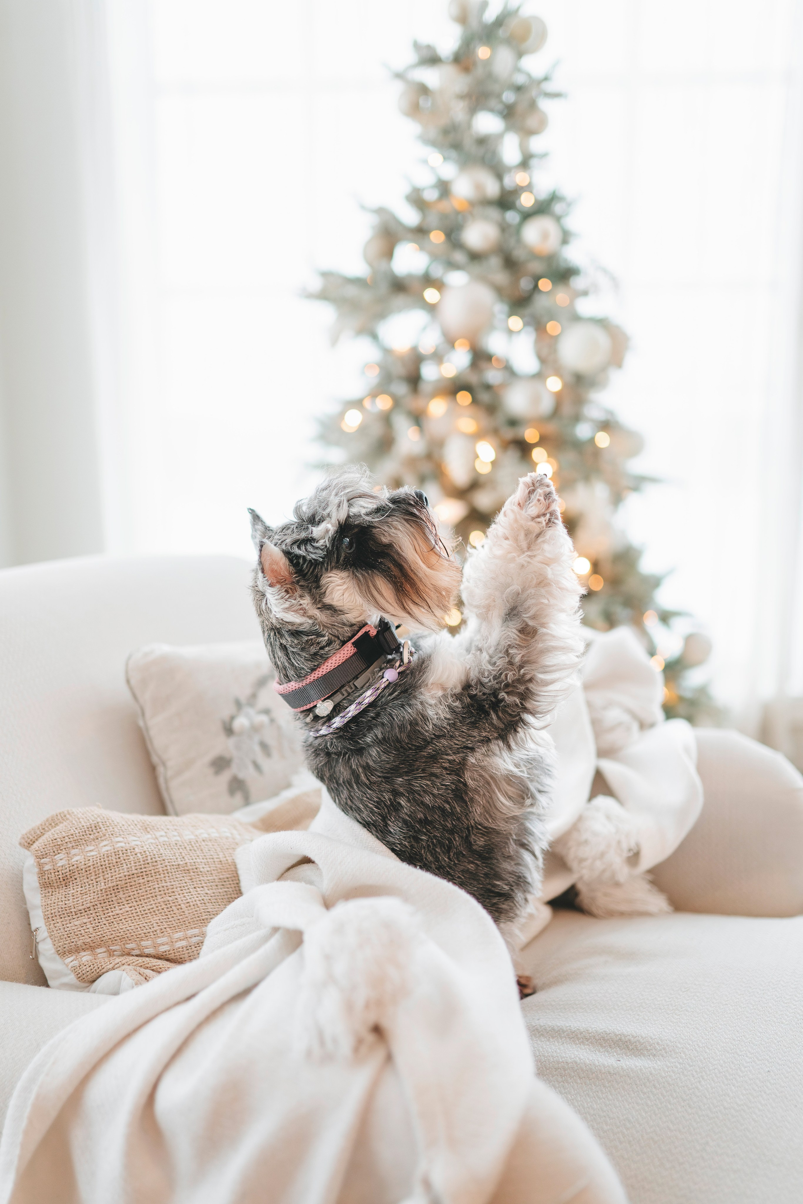 Ольга и Сатори. Фотограф анималист в Спб недорого Олеся Майорова