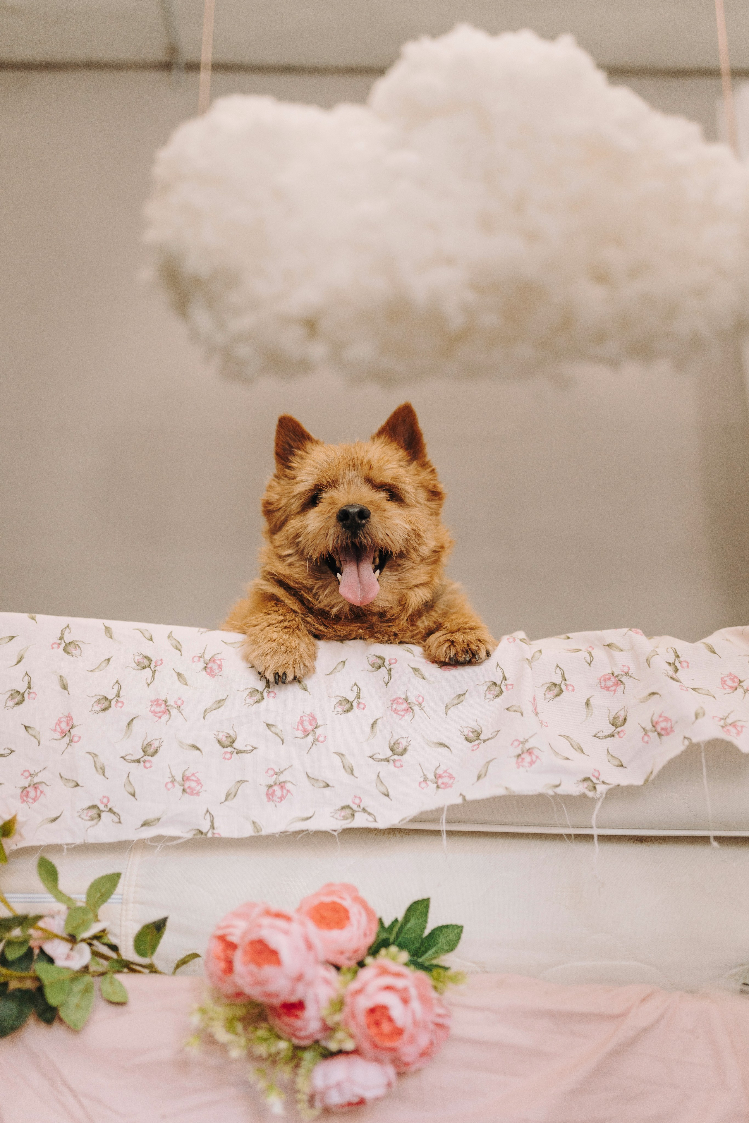 Маша и Рамси. Фотограф анималист в Спб недорого Олеся Майорова