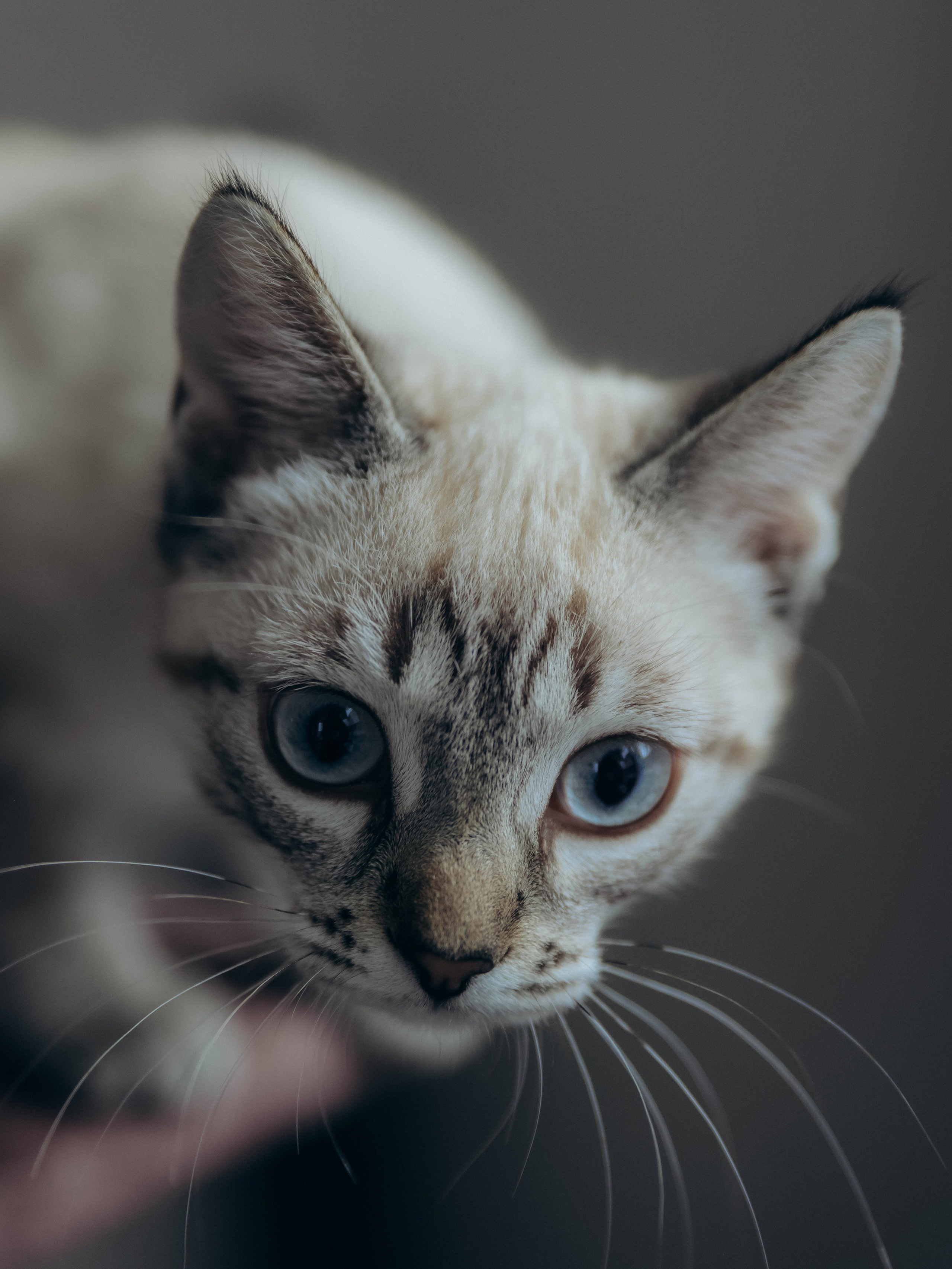 Любовь и котики. Мультифотограф Динара Ахмедзянова