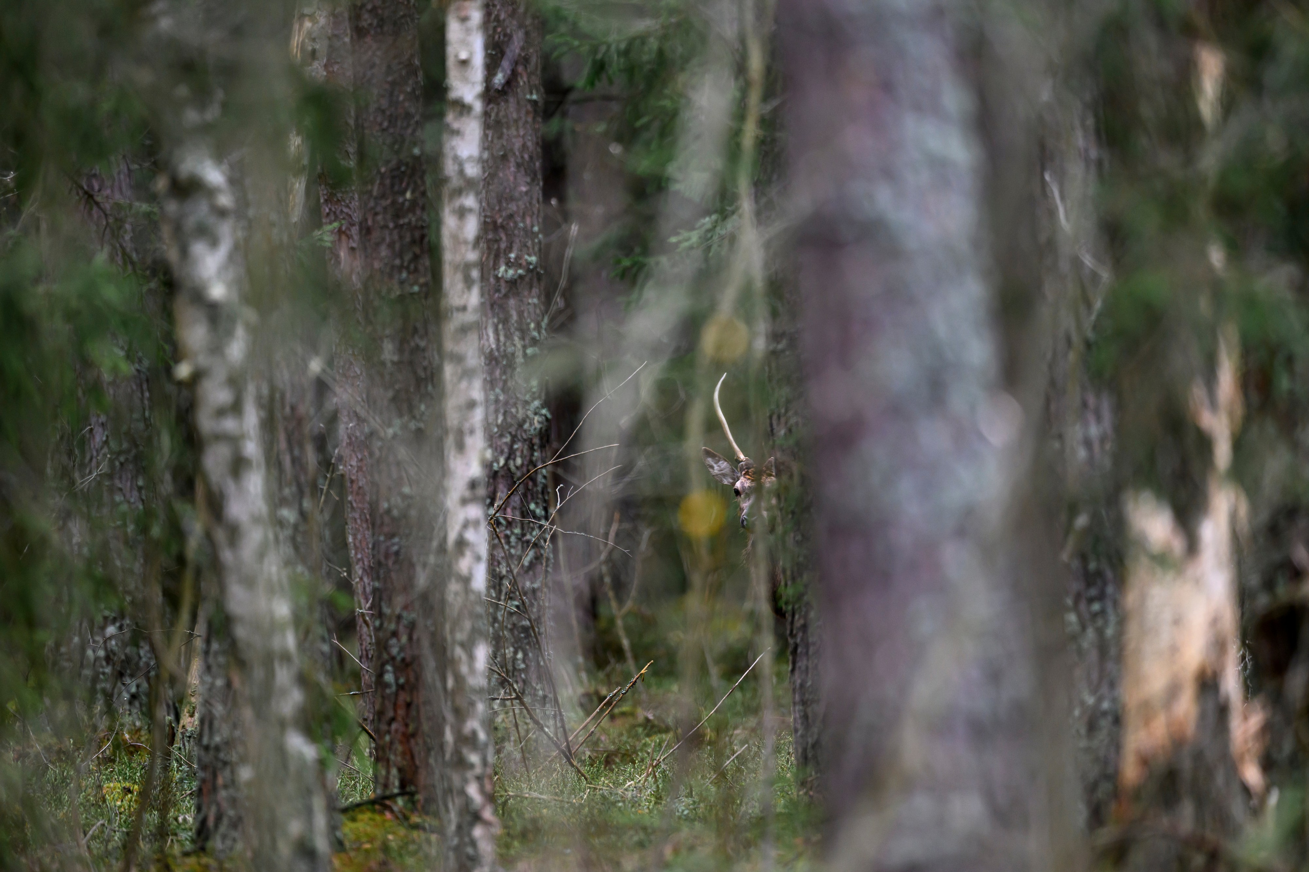 Дуплет скопы. Wildlife photography by Sergey Puponin