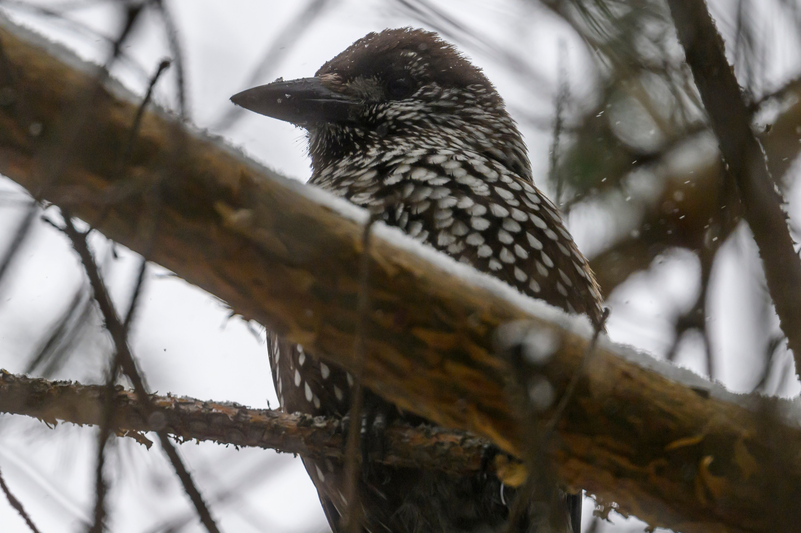 Метель. Фотограф Сергей Пупонин