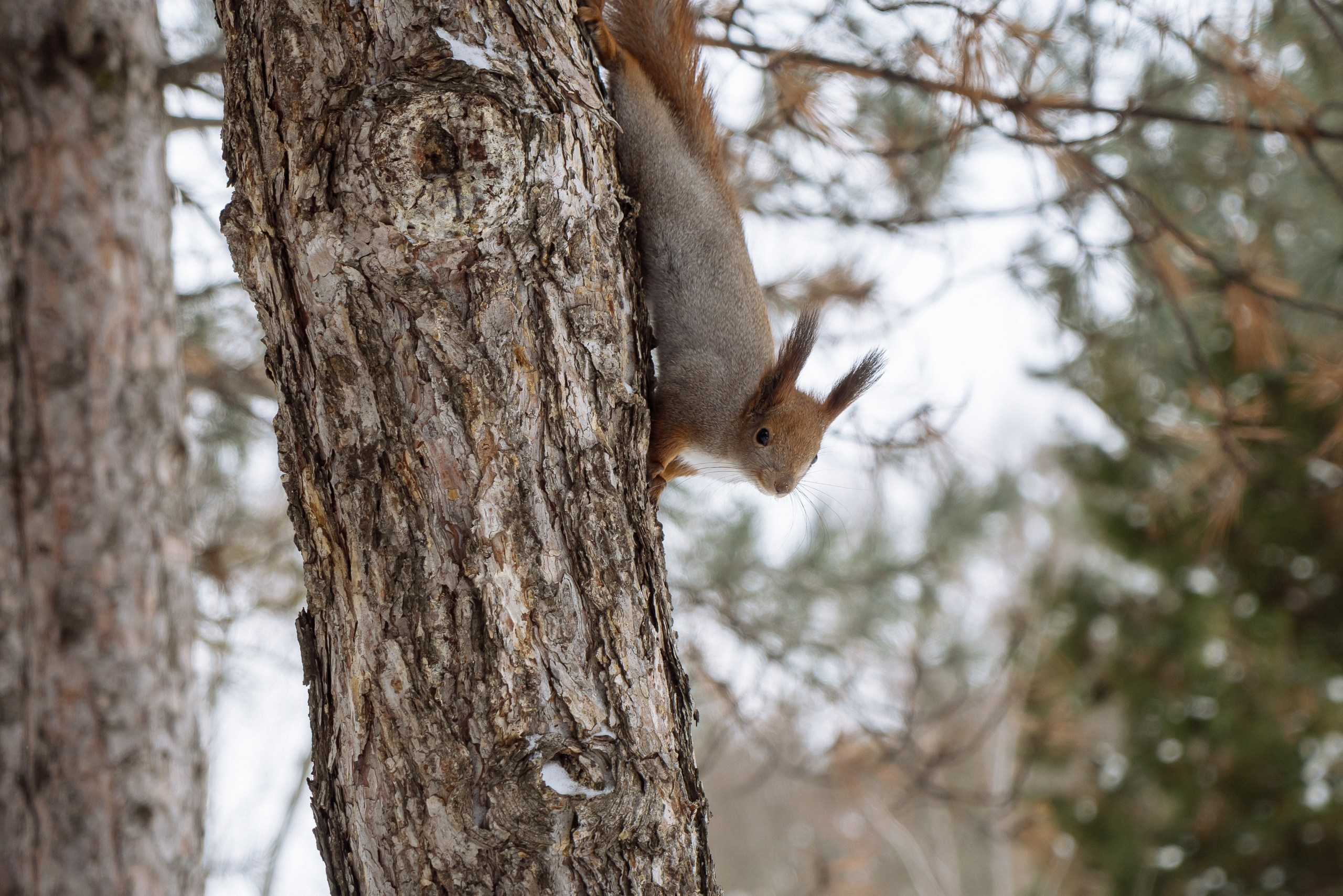 Встречи с зимними белками и катания на санках. Событийный фотограф Максим Бескоровайновнов