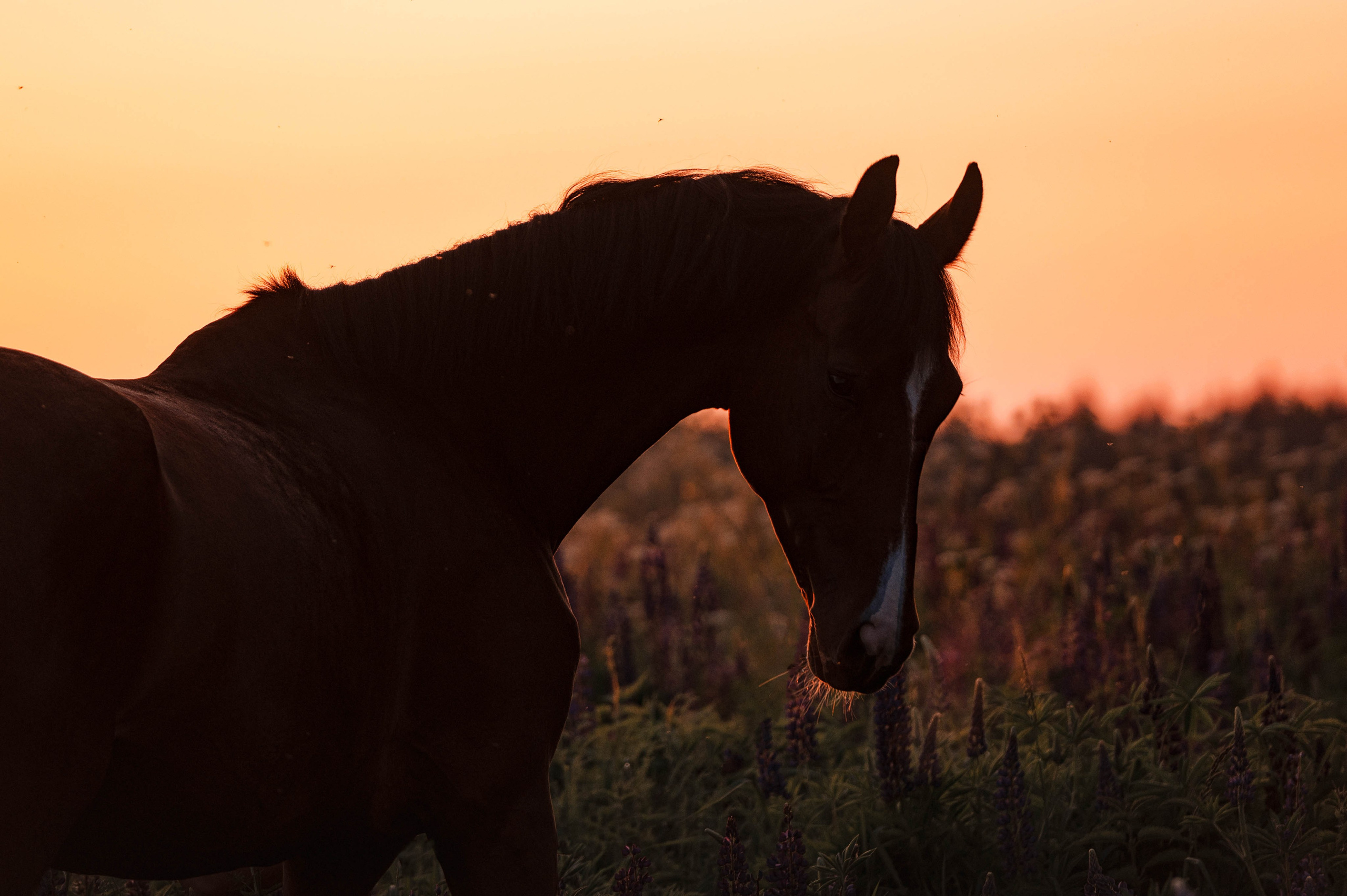 Ивори в закатных полях. Фотограф-анималист