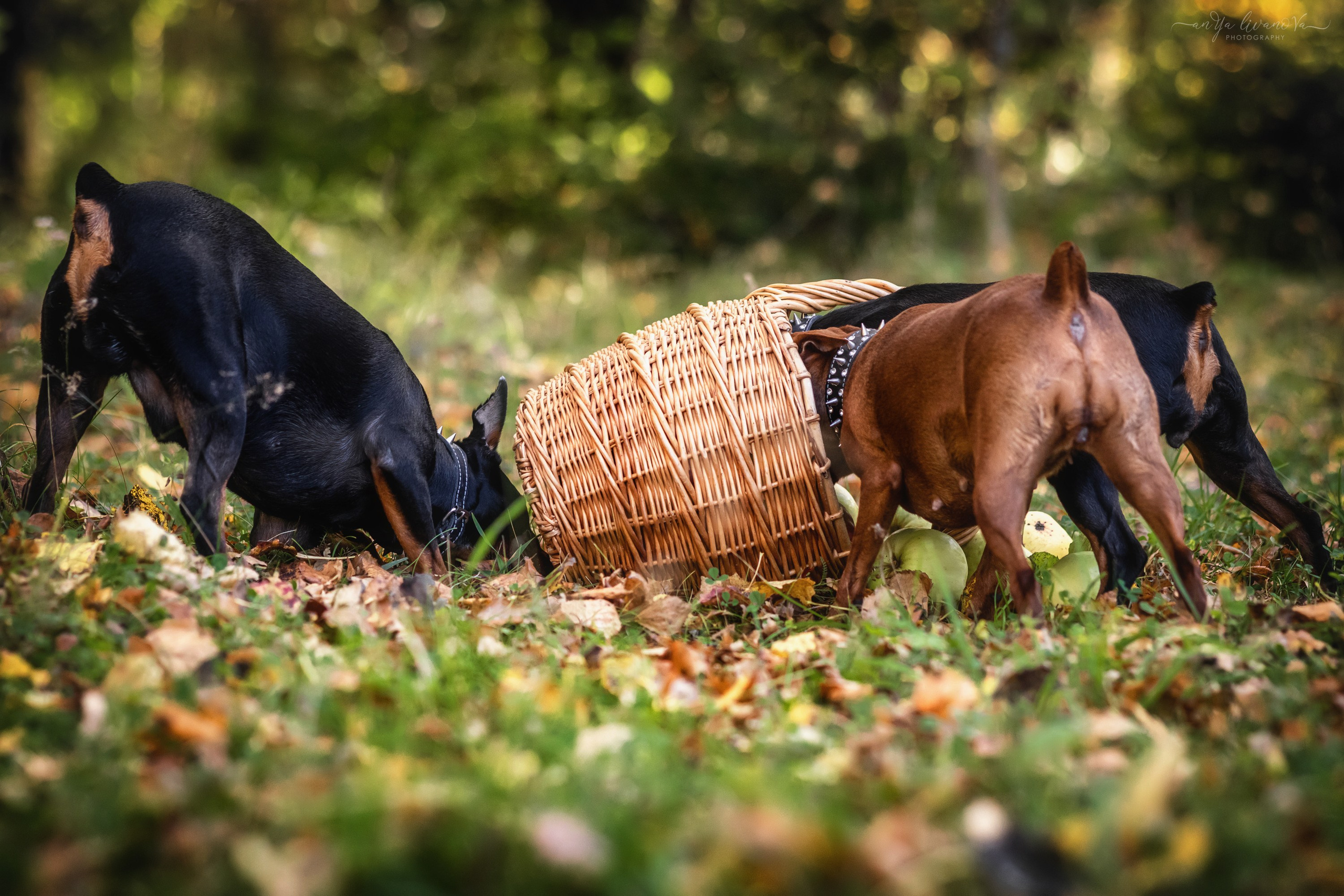 Мия — Тайсон — Марси и Лена. Фотограф анималист Аня Ливанова | Рыбинск