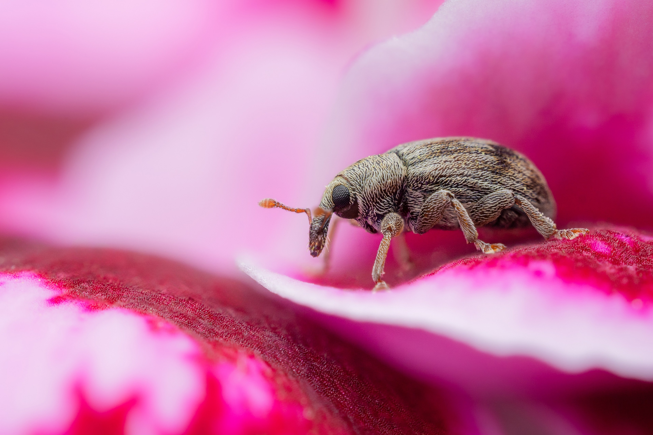 Долгоносик вида Ellescus scanicus стоит на розовом цветке