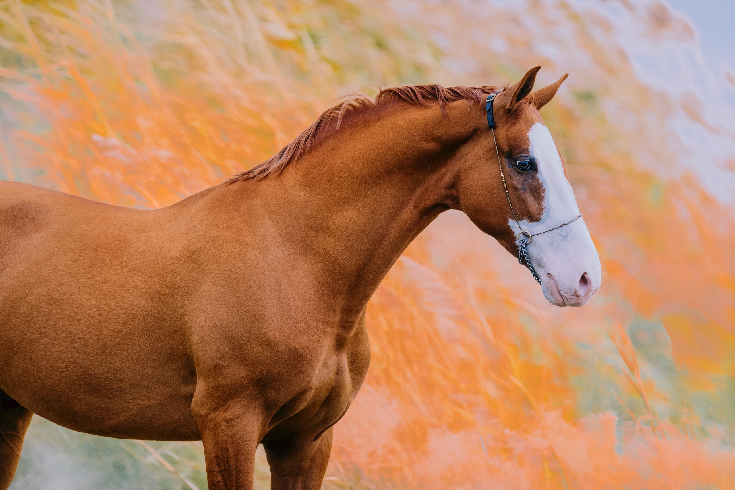 Разное. Фотограф-анималист Ксендзова Кристина