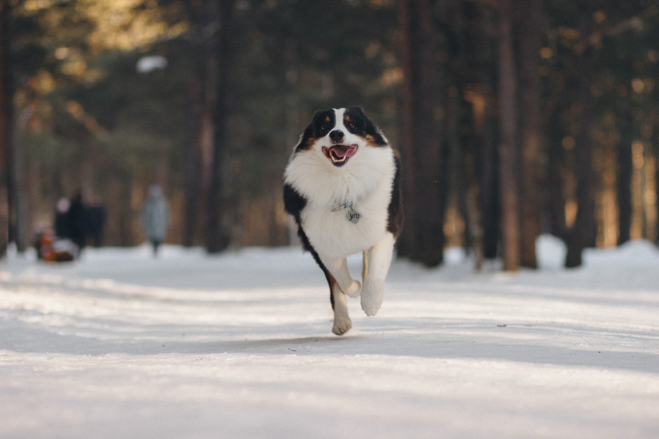 Ваши фотографии. Фотограф анималист Осипчикова Мария