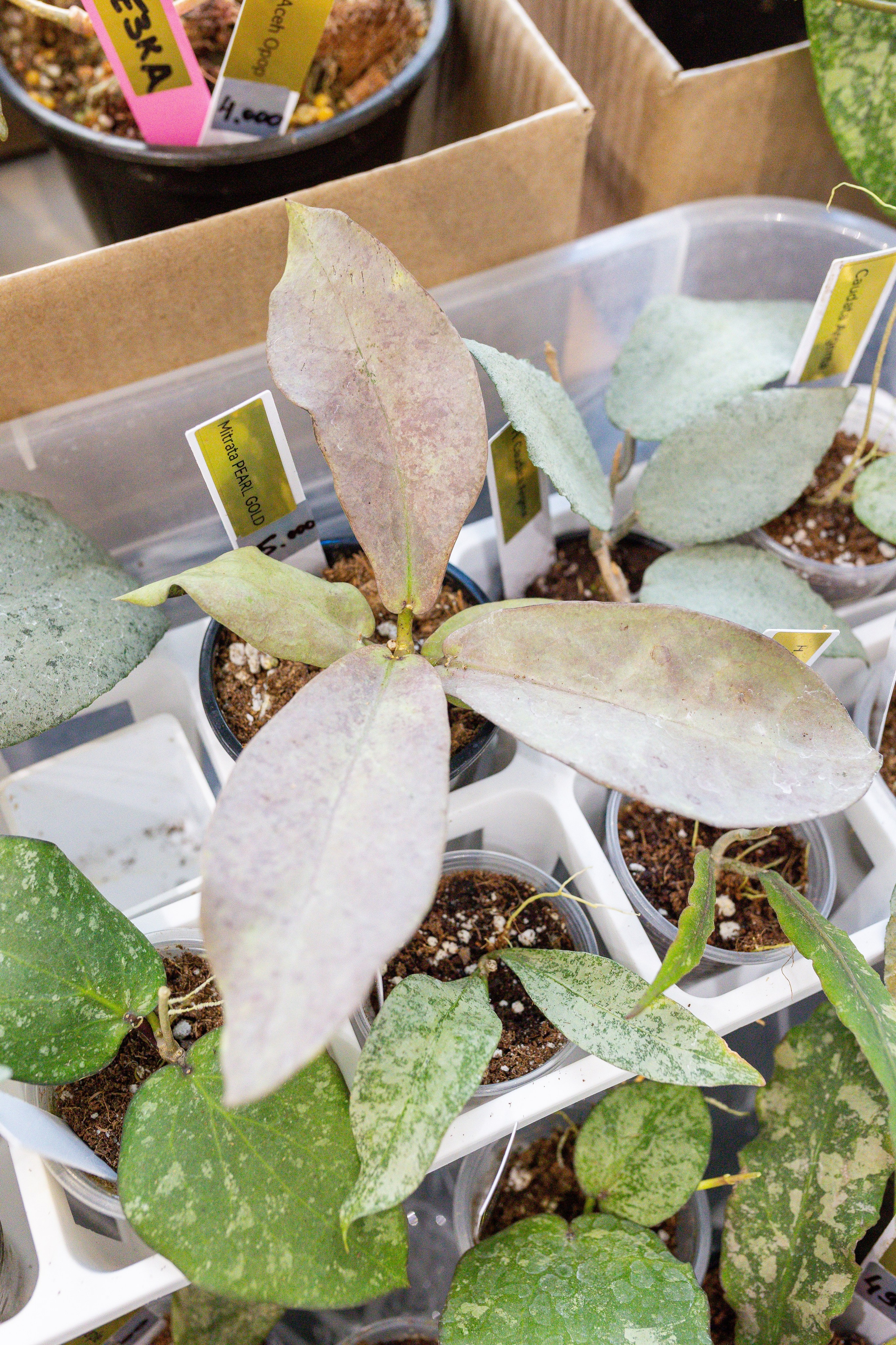 Монстериум 11–12 октября. Александра Куликова фотограф, Москва