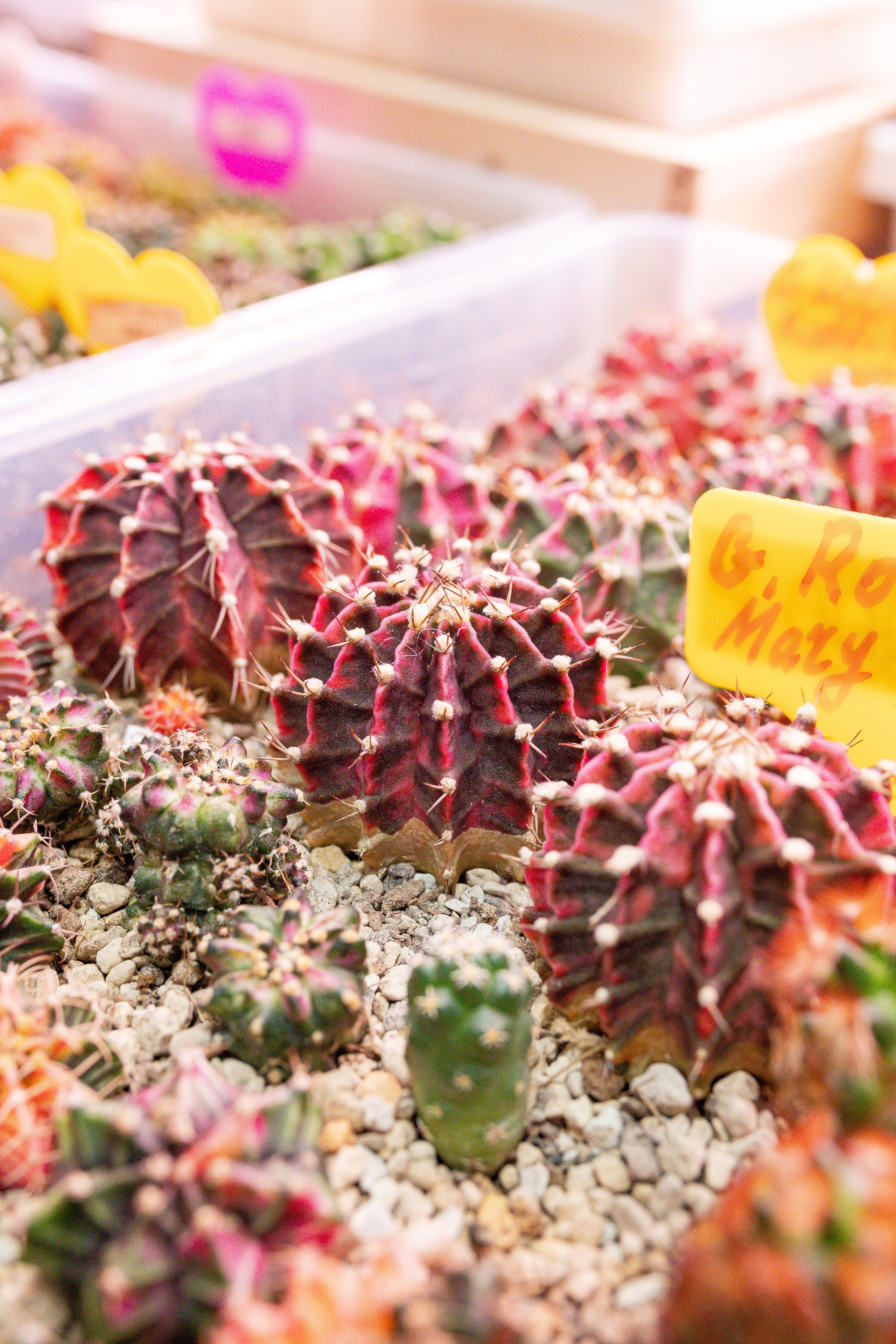 Орхидиум май 2025. Александра Куликова фотограф, Москва