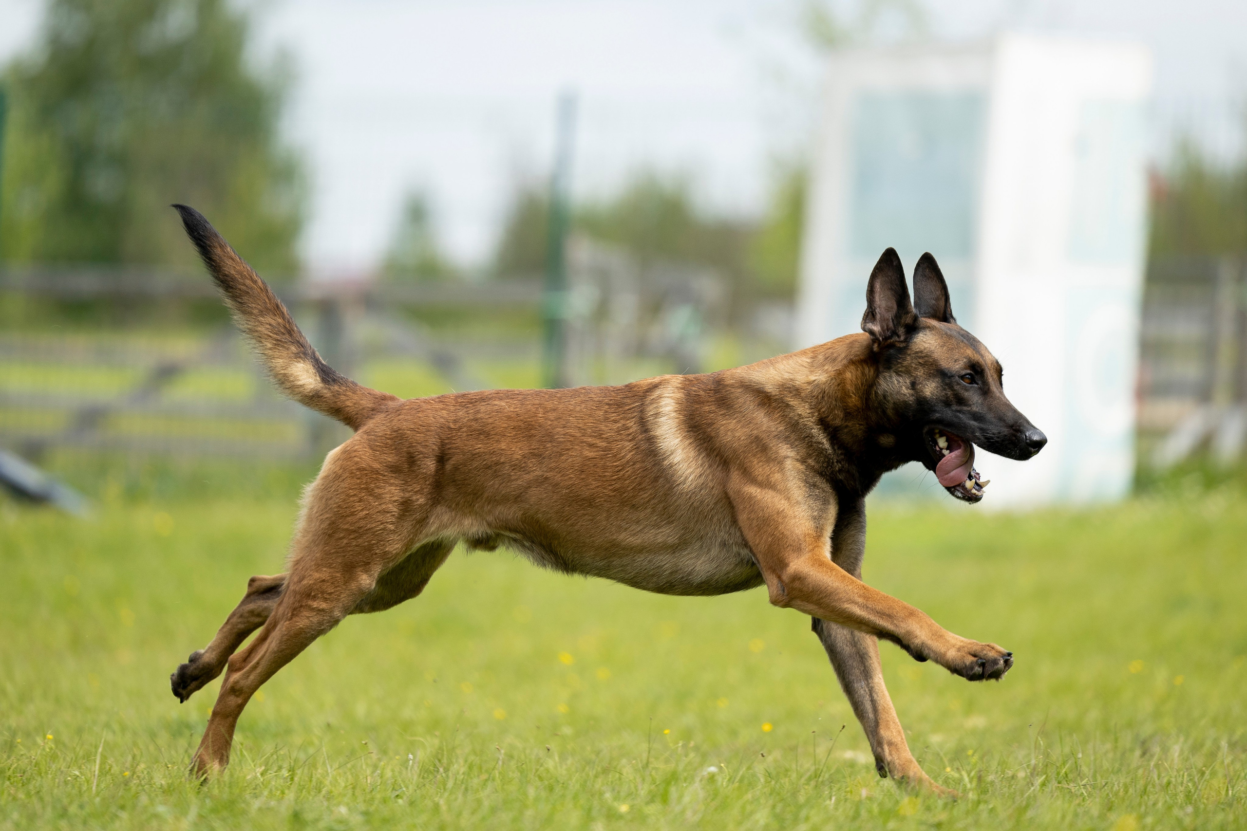 Испытания по мондьорингу в Нижнем Новгороде. Фотограф-анималист Анна Маринич
