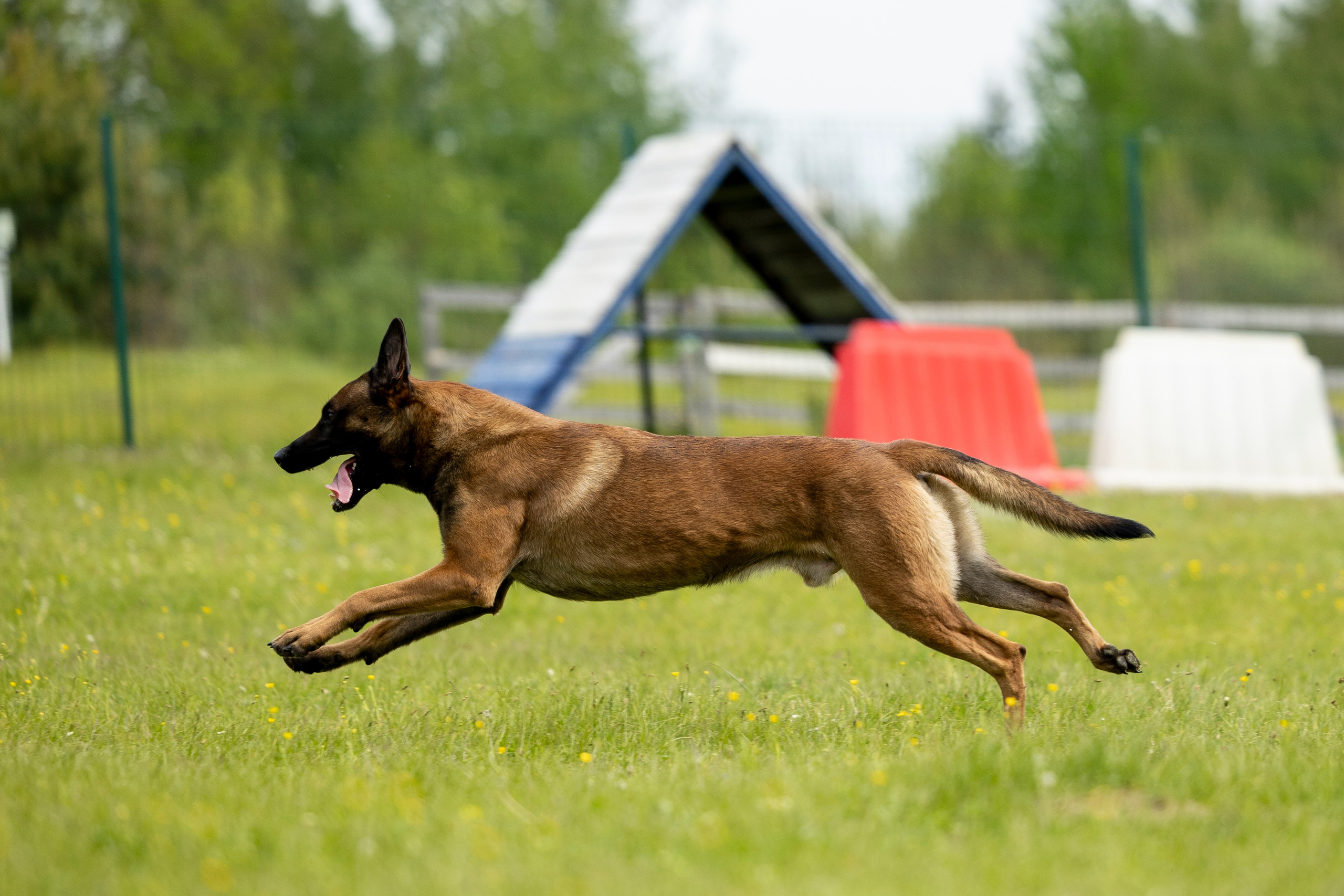 Испытания по мондьорингу в Нижнем Новгороде. Фотограф-анималист Анна Маринич