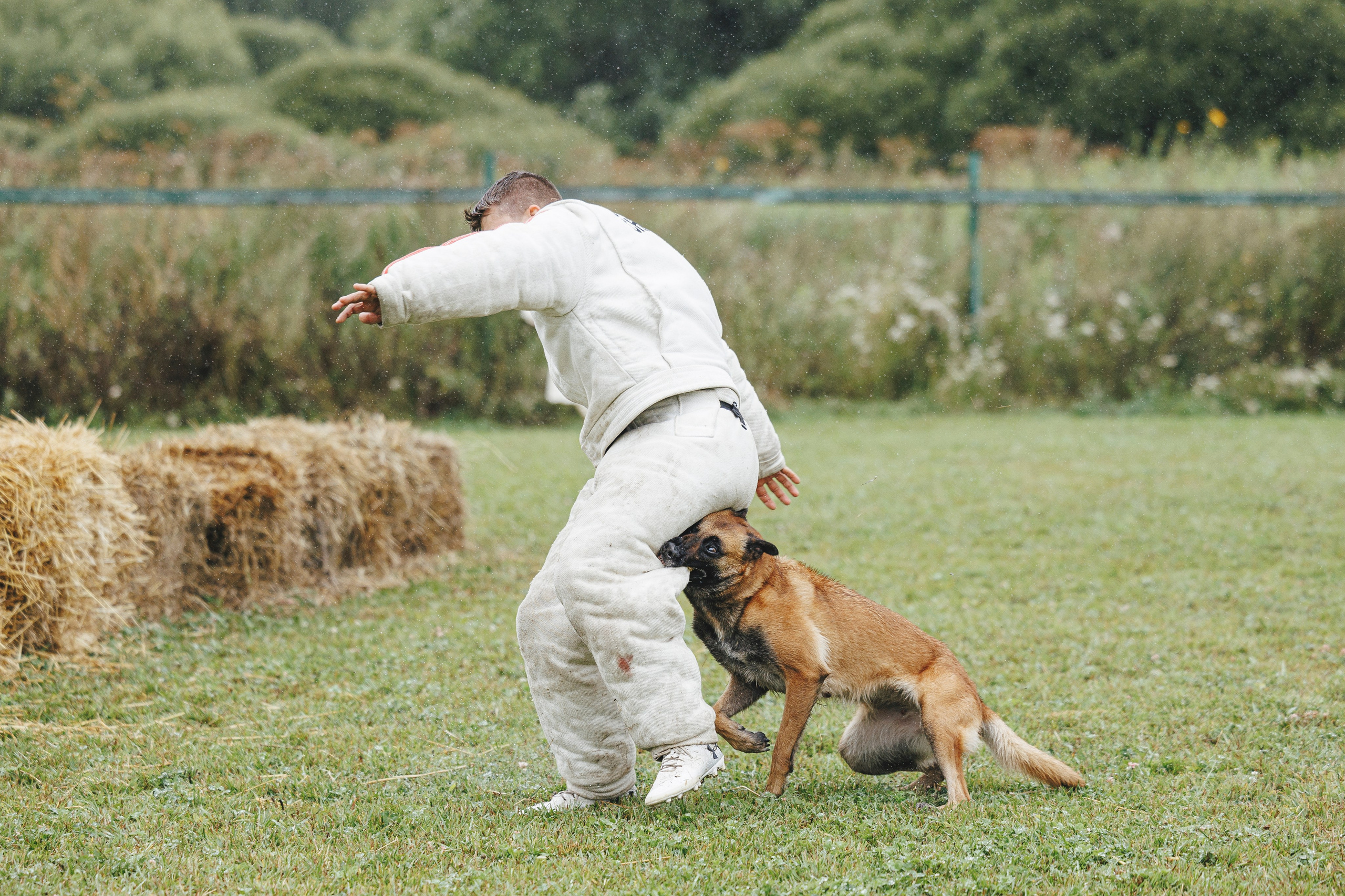 08.08.25-10.08.25 ЧР по мондьорингу г. Вологда. Фотограф-анималист Анна Маринич