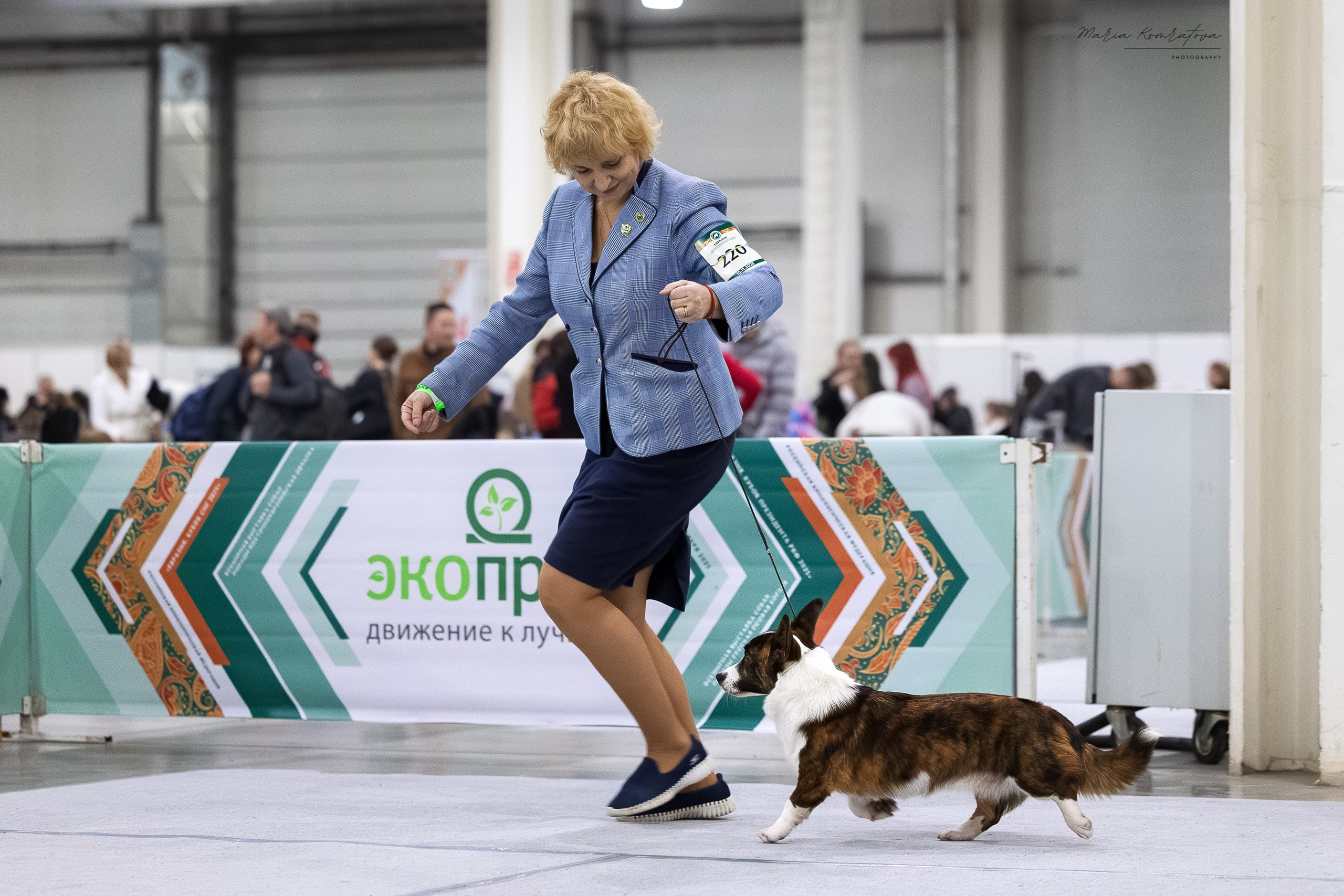 Евразия 2025 съемка в ринге на выставке собак, фотограф собак на выставке. Фотограф анималист, семейный фотограф, фотограф собак Комратова Мария. г. Москва