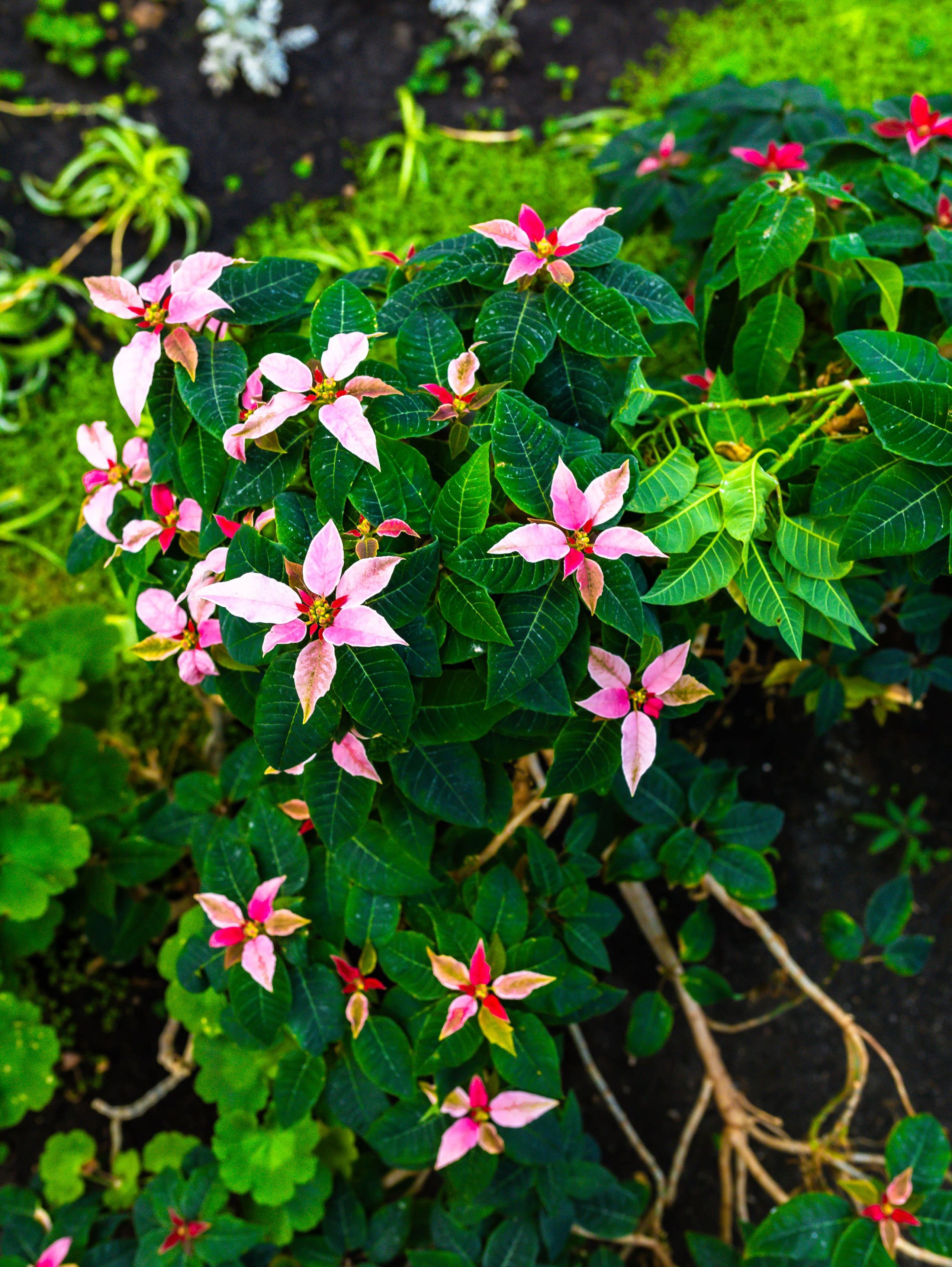 Фотографии природы Липецка. Свадебный и семейный фотограф Виолетта в Липецке
