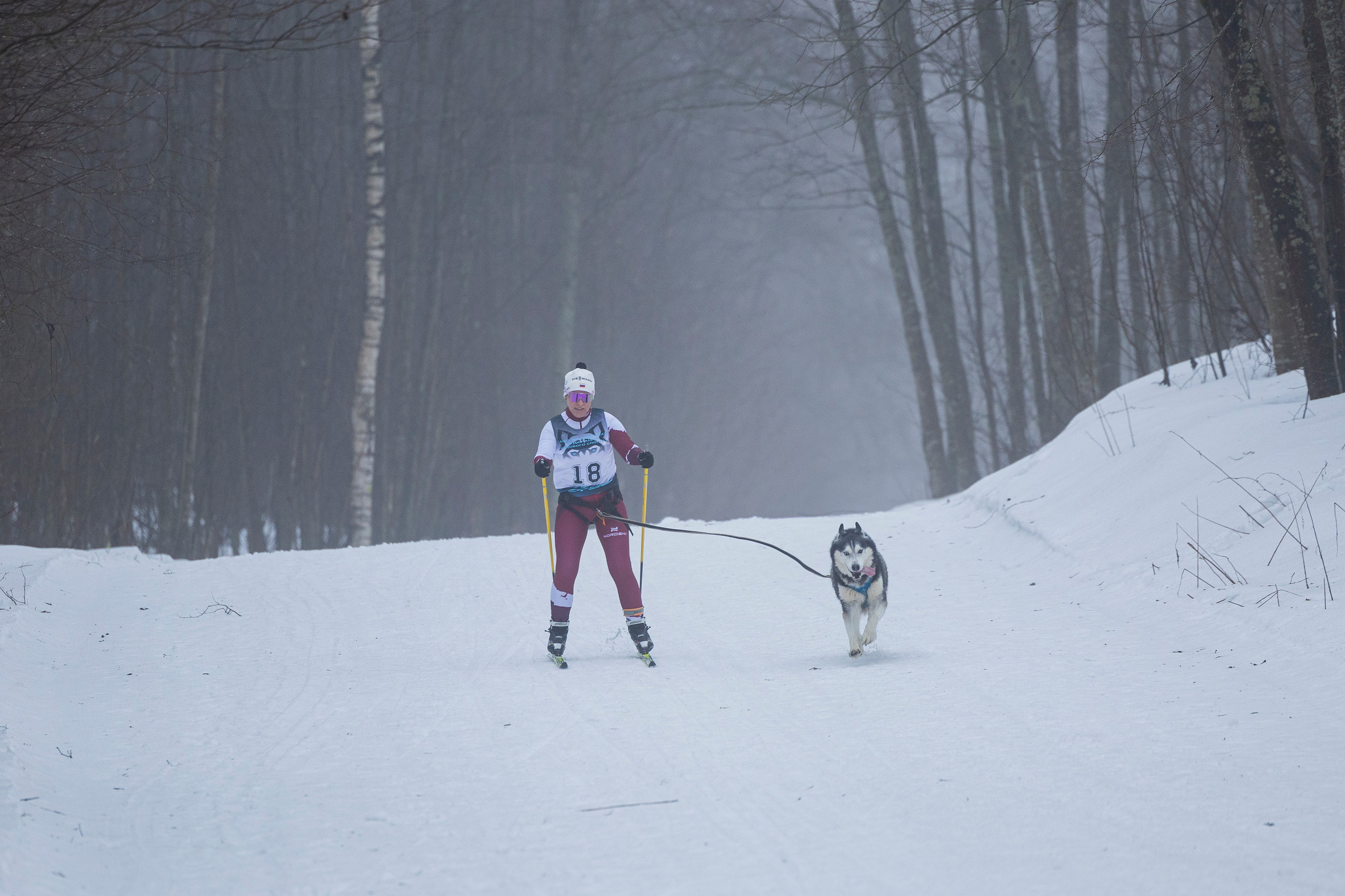 Зимний Чемпионат Санкт-Петербурга по ездовому спорту. Фотограф-анималист Анна Маринич