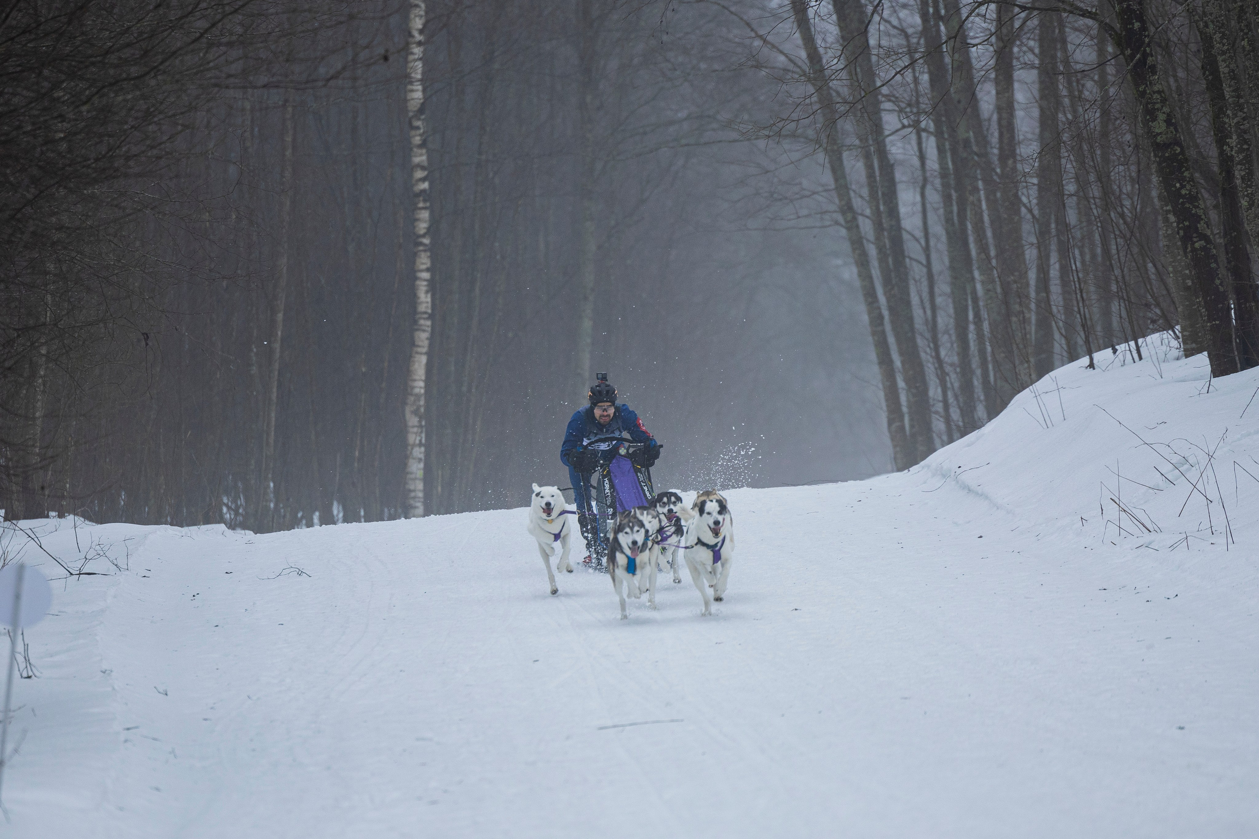 Зимний Чемпионат Санкт-Петербурга по ездовому спорту. Фотограф-анималист Анна Маринич