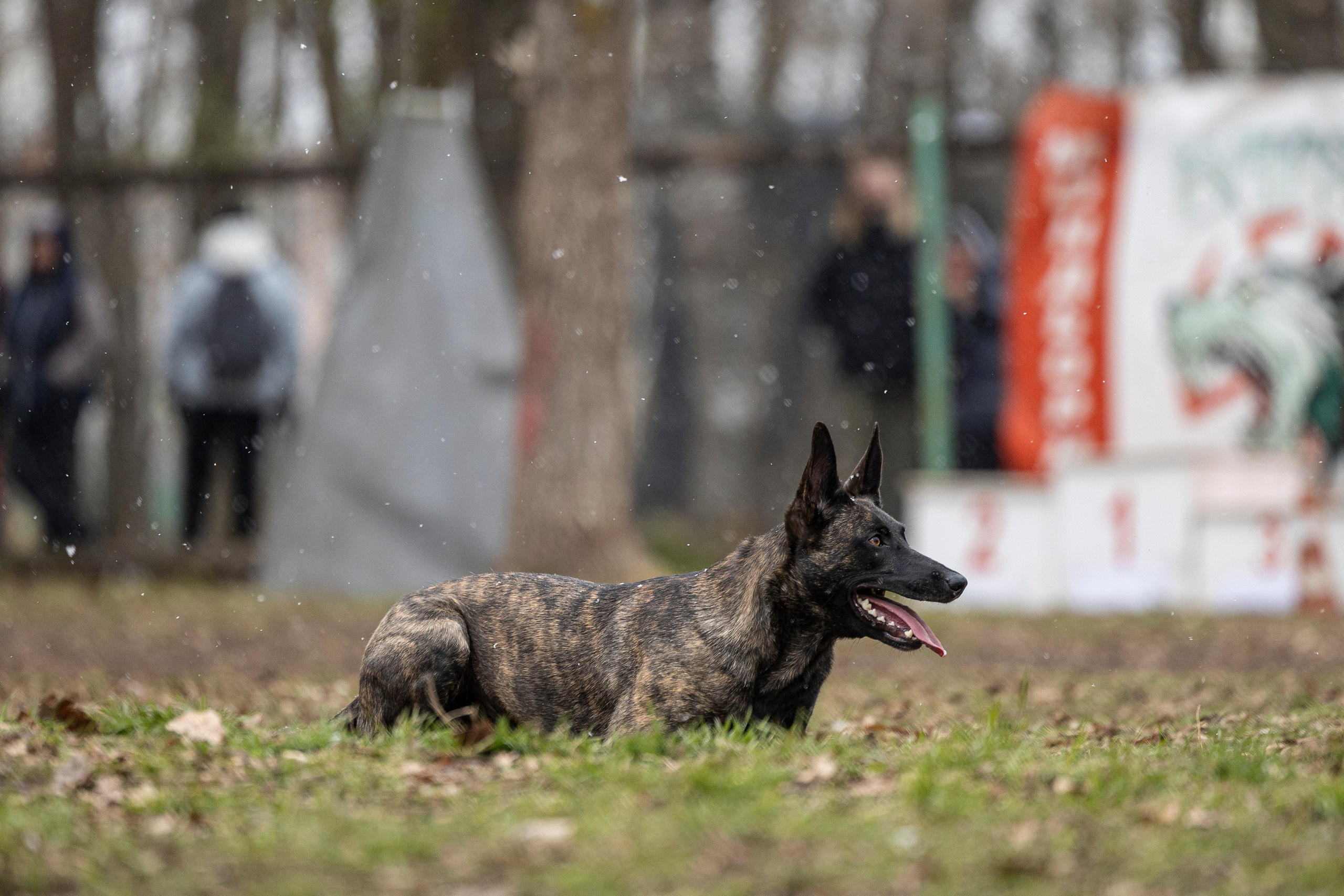 Квалификационные состязания по мондьорингу г. Вологда 11.05.24. Фотограф-анималист Анна Маринич