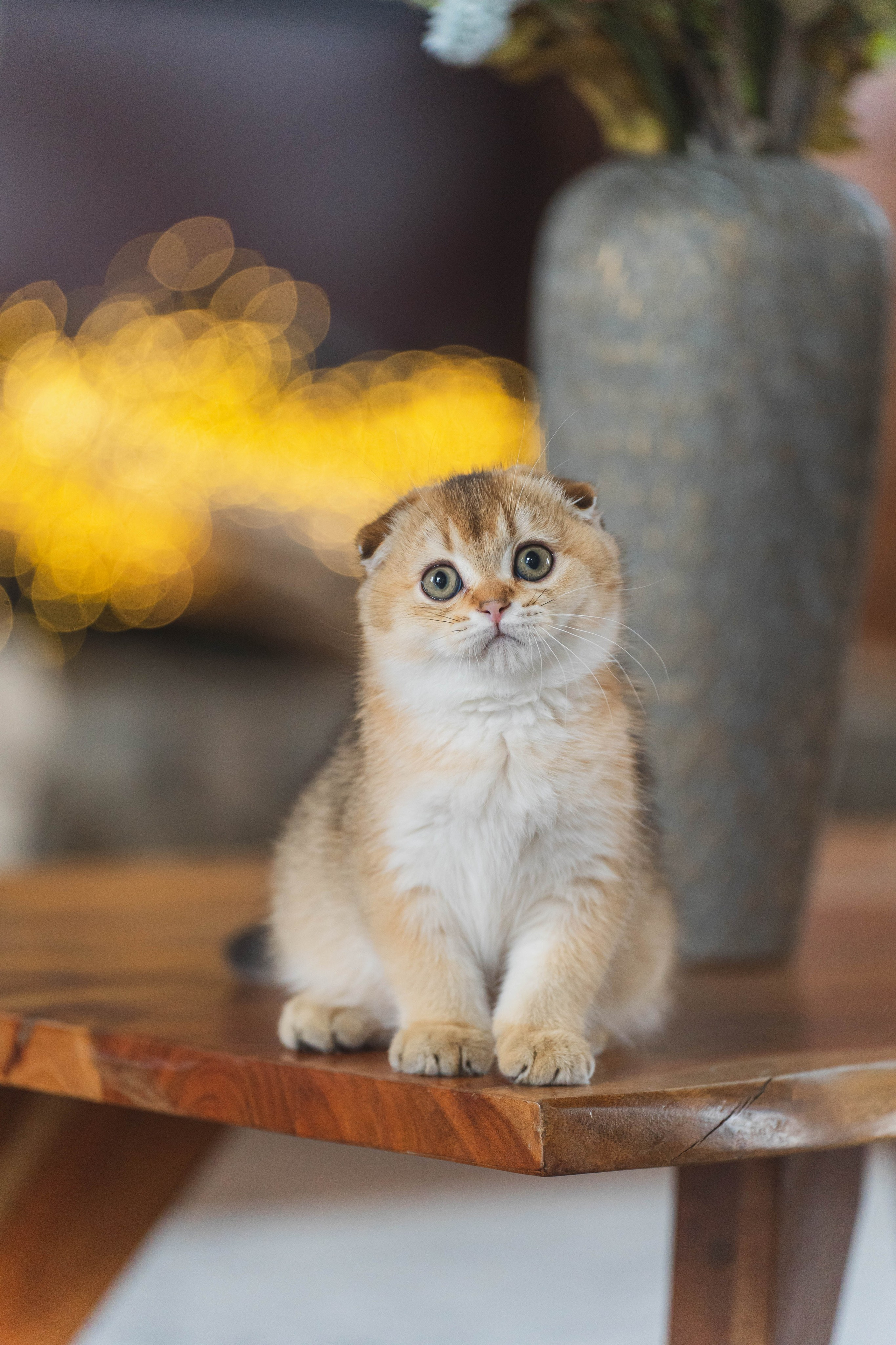 Питомник Шотландских кошек. Фотограф в Москве Ленарская Дарья