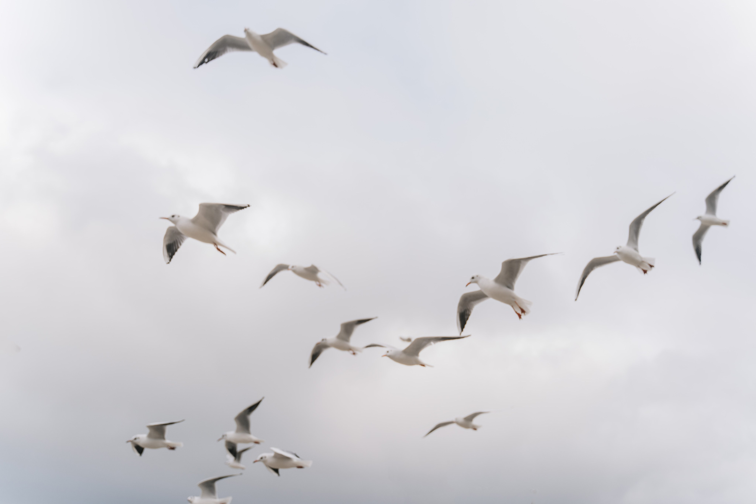 I. Семейный и свадебный фотограф Мария Нетребко г. Калининград