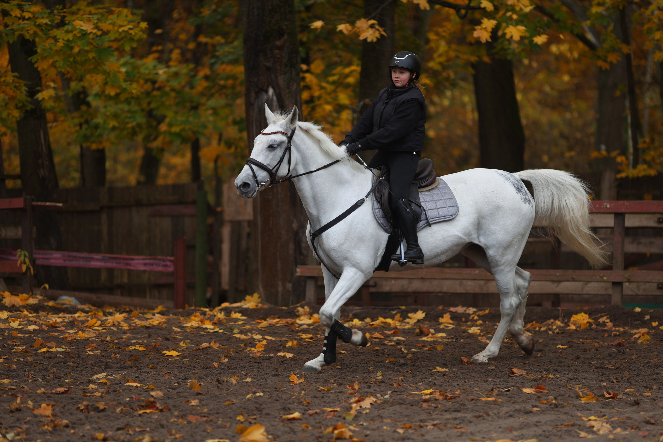 Фотосессия с животными. Фотограф Алина Рошаль. С 2017 года ловлю эмоции и превращаю их в нежные воспоминания для вас в Москве и Подмосковье