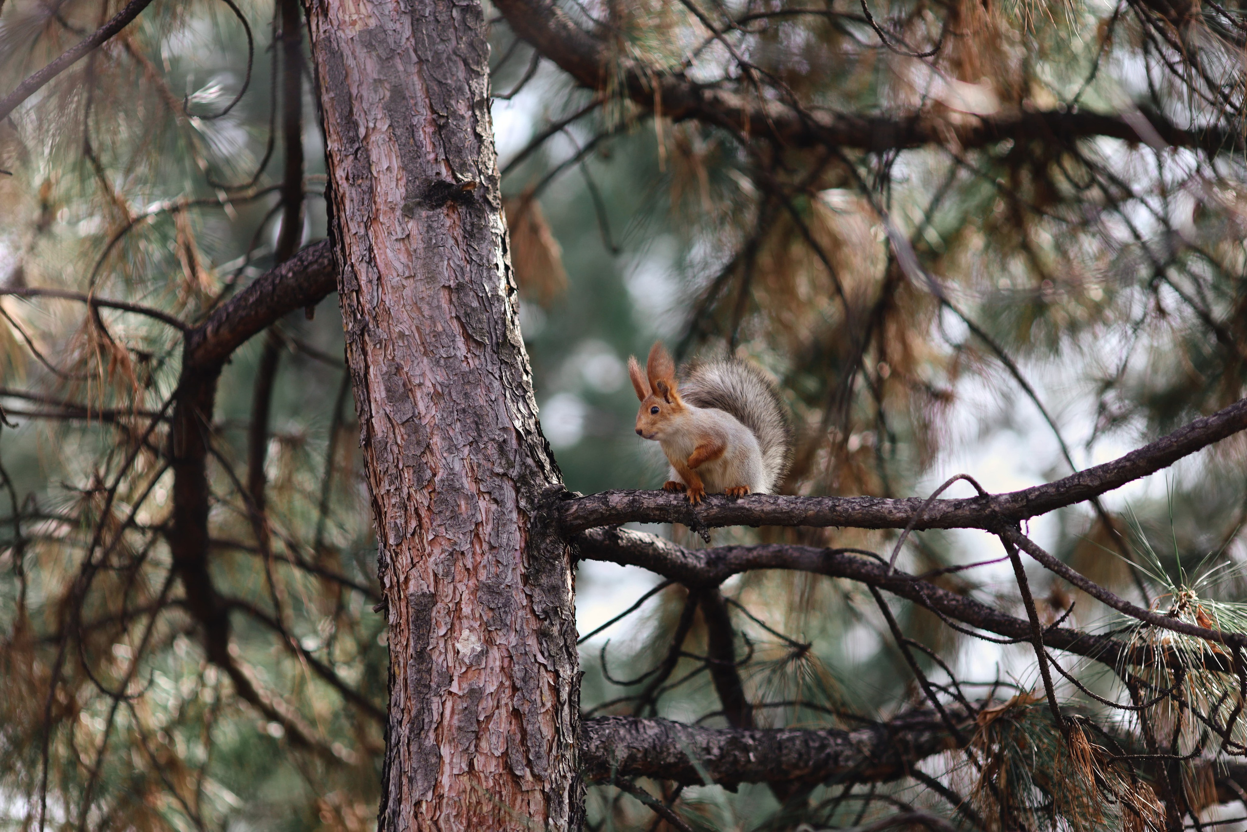 Фотография белка