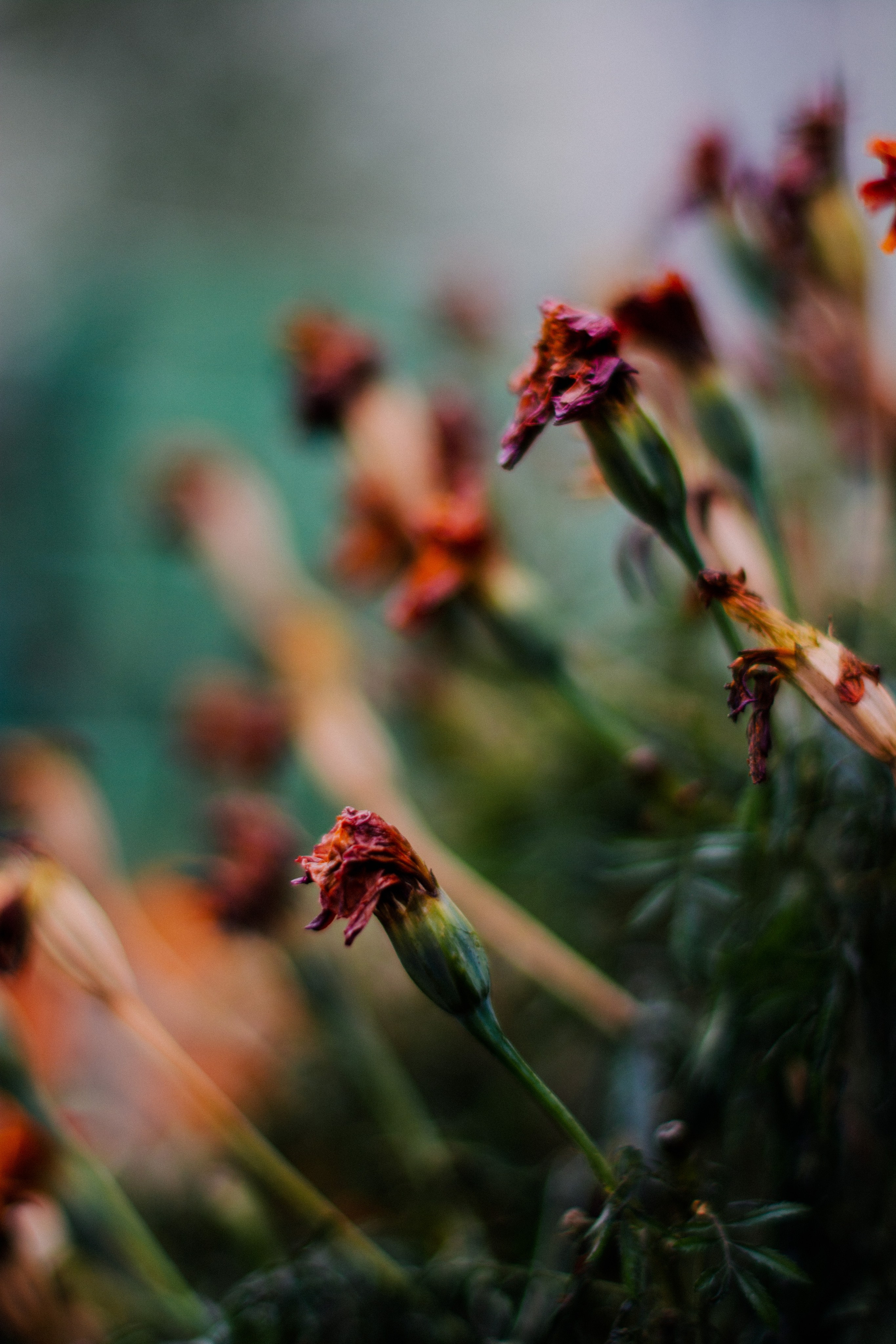 Flowers. Фотографирую искусство в Хабаровске