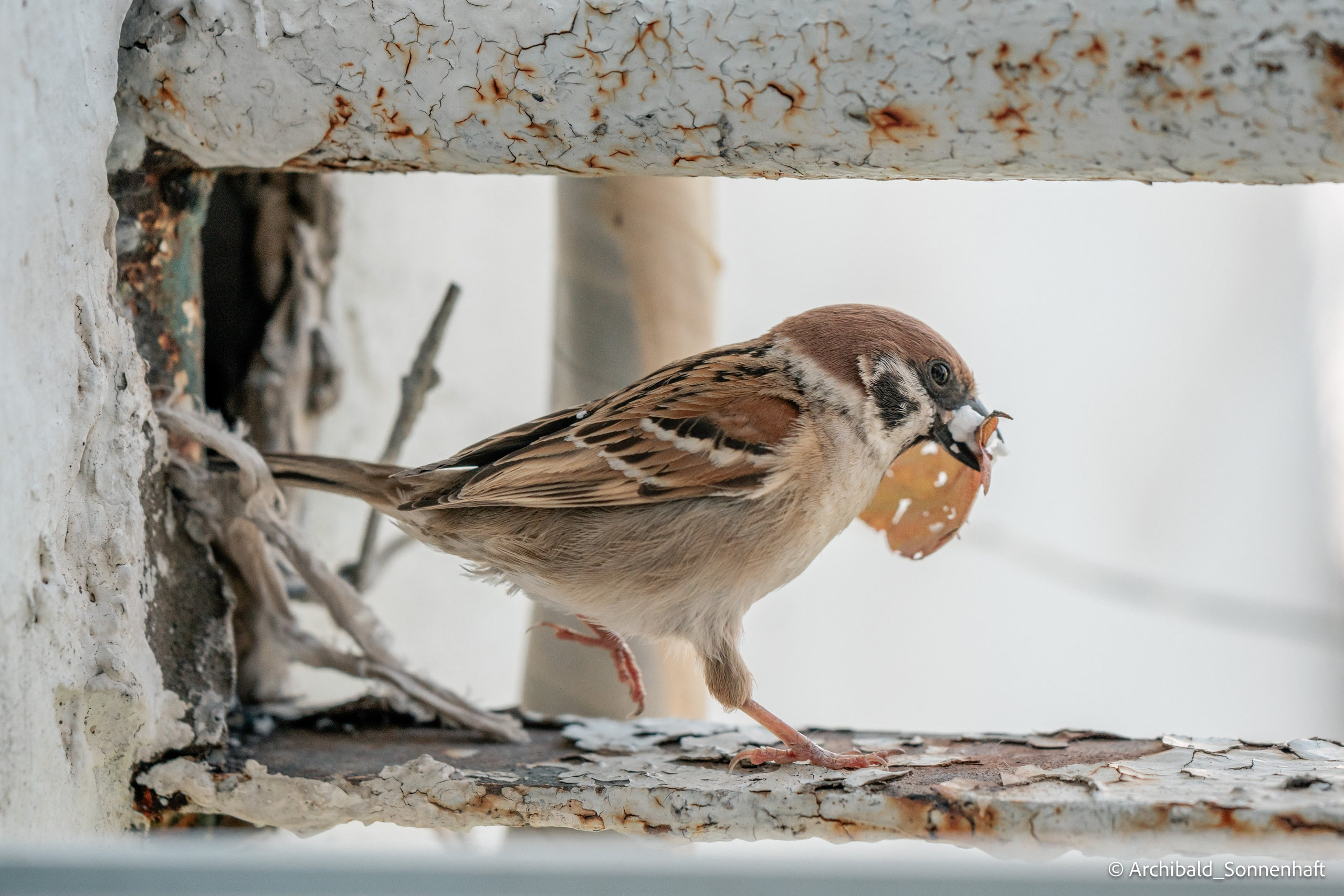 Balcony sparrows. Photographer in Guangzhou, China. Archibald Sonnenhaft