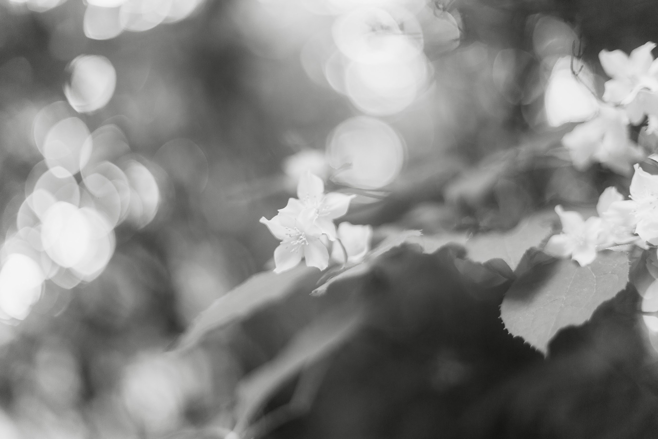 Прогулка с собакой. Ekaterina Beridze