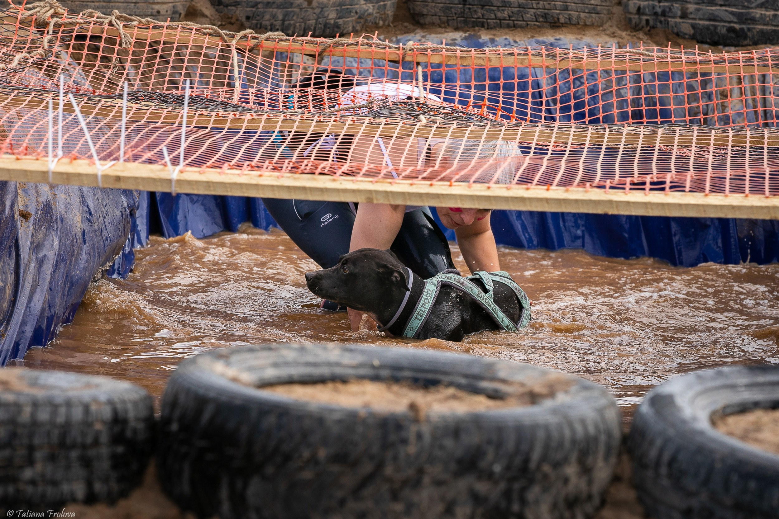 Фоторепортаж с забега с собаками. Фотограф-анималист в Москве и Московской области Татьяна Фролова