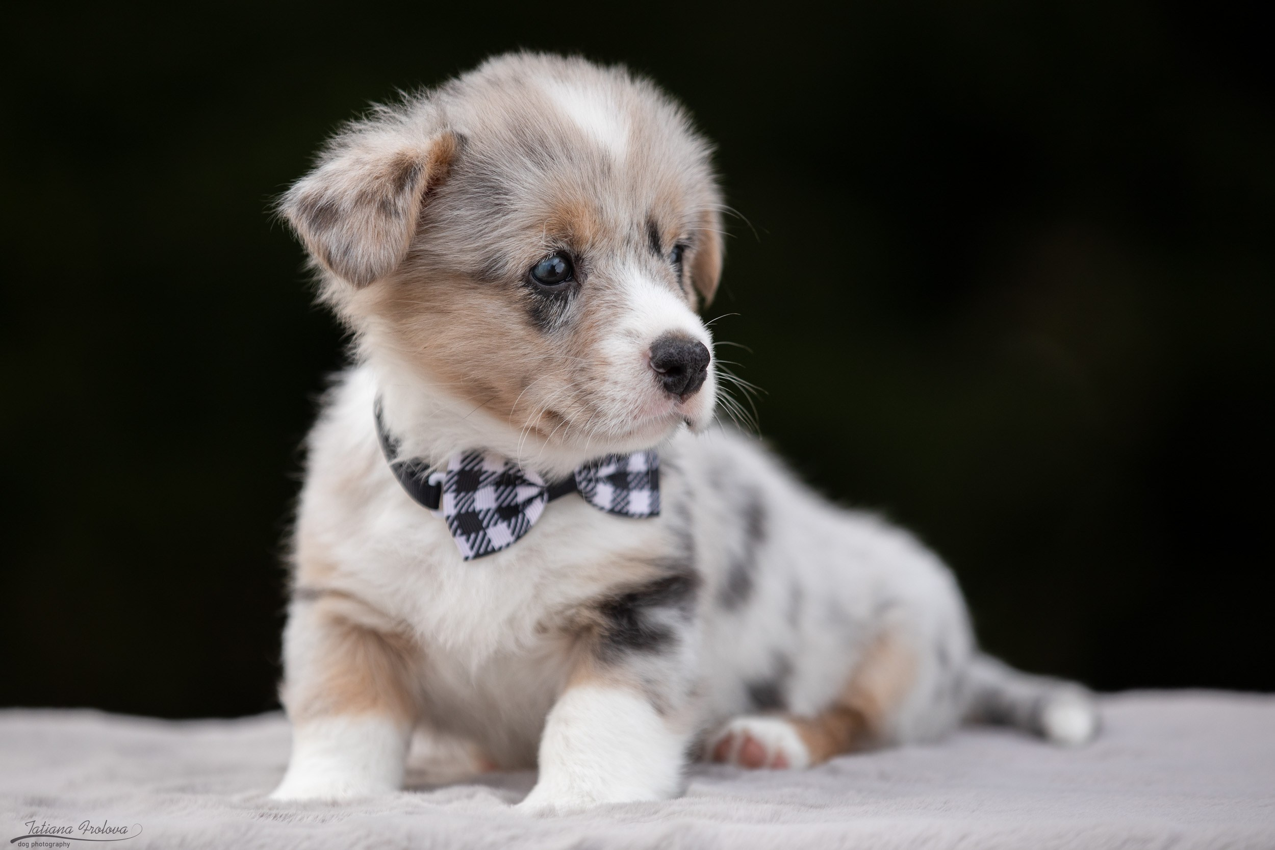 Съемка помета щенков для продажи на улице. Фотограф-анималист в Москве и Московской области Татьяна Фролова