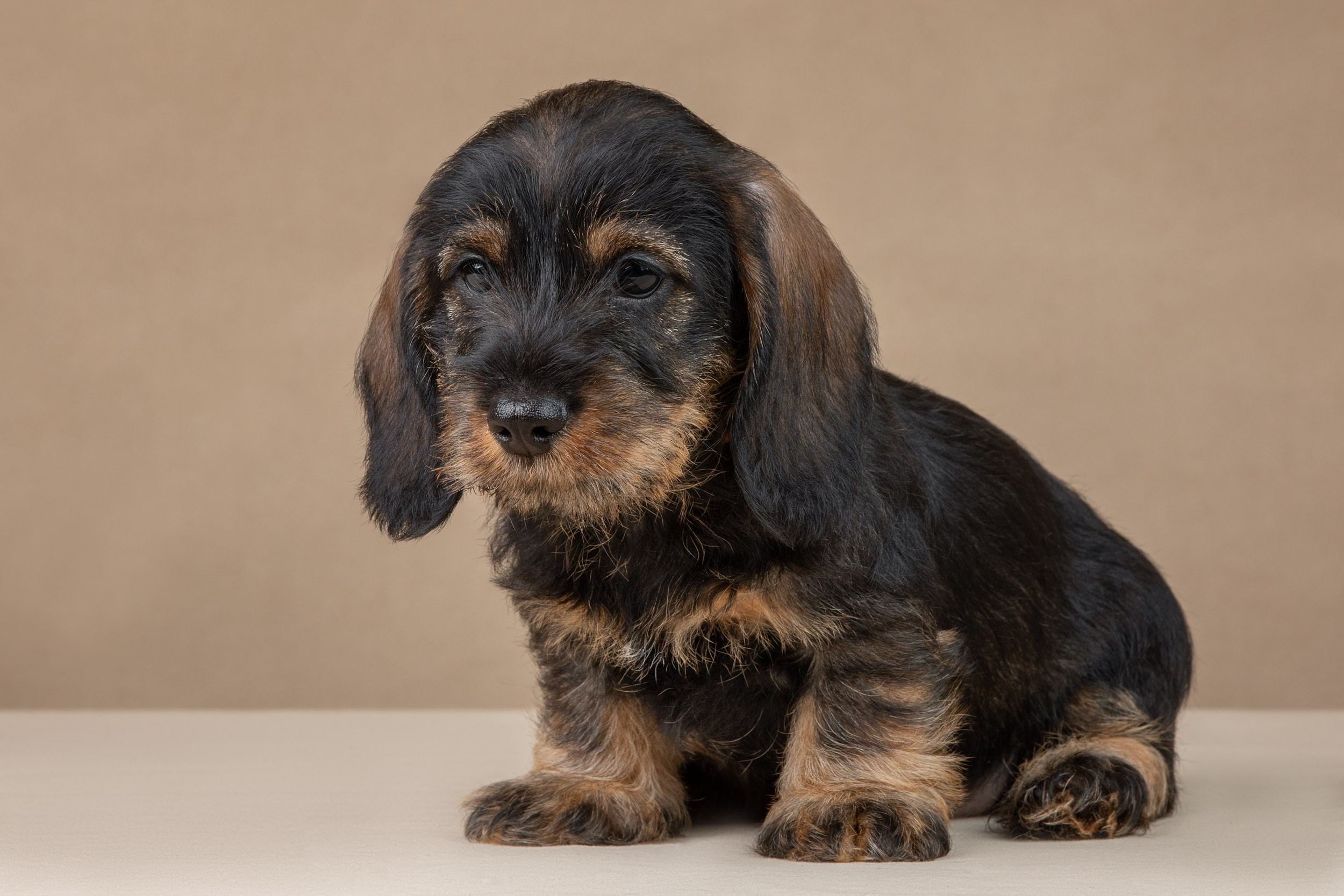 Съемка щенков жесткошерстной таксы на бежевом фоне в ящике. Фотограф-анималист в Москве и Московской области Татьяна Фролова