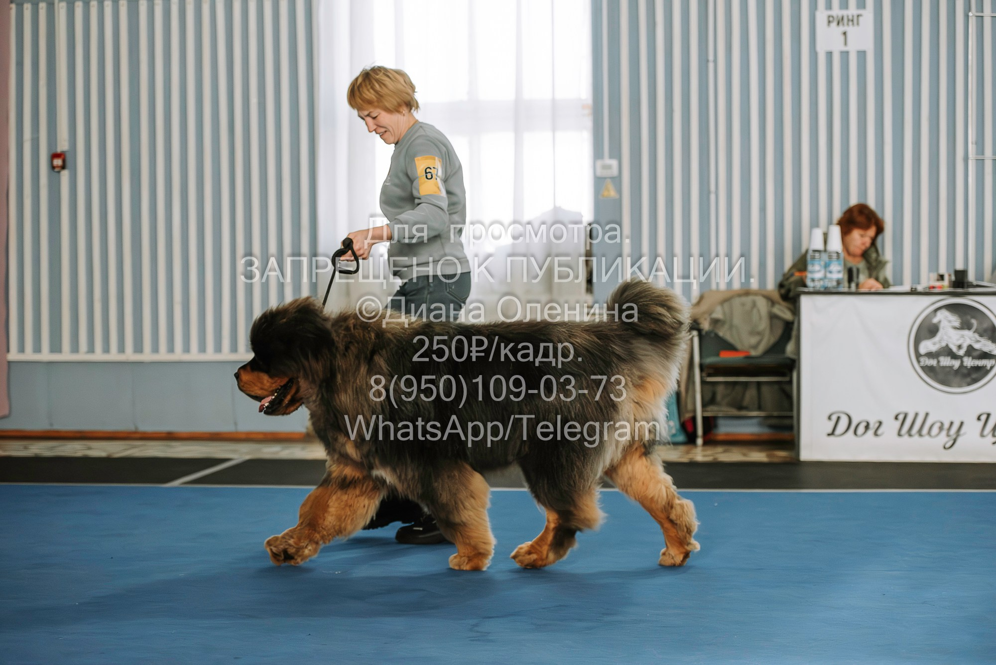 Выставка собак Красноярск 29.10.2023. Фотограф Диана Оленина Красноярск / Братск