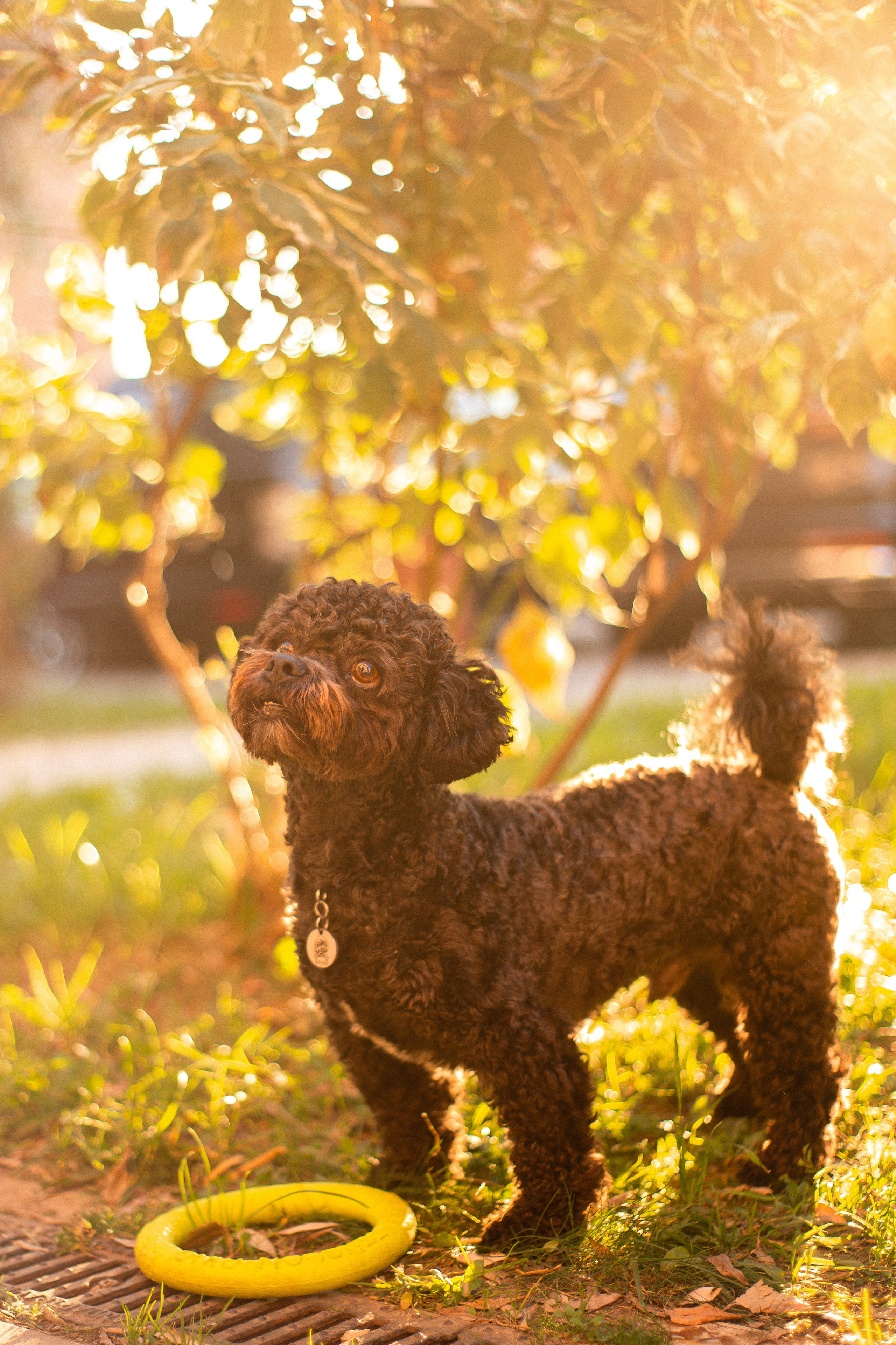 Анна и Бруно. Фотограф-анималист Мария Баркевич | Москва