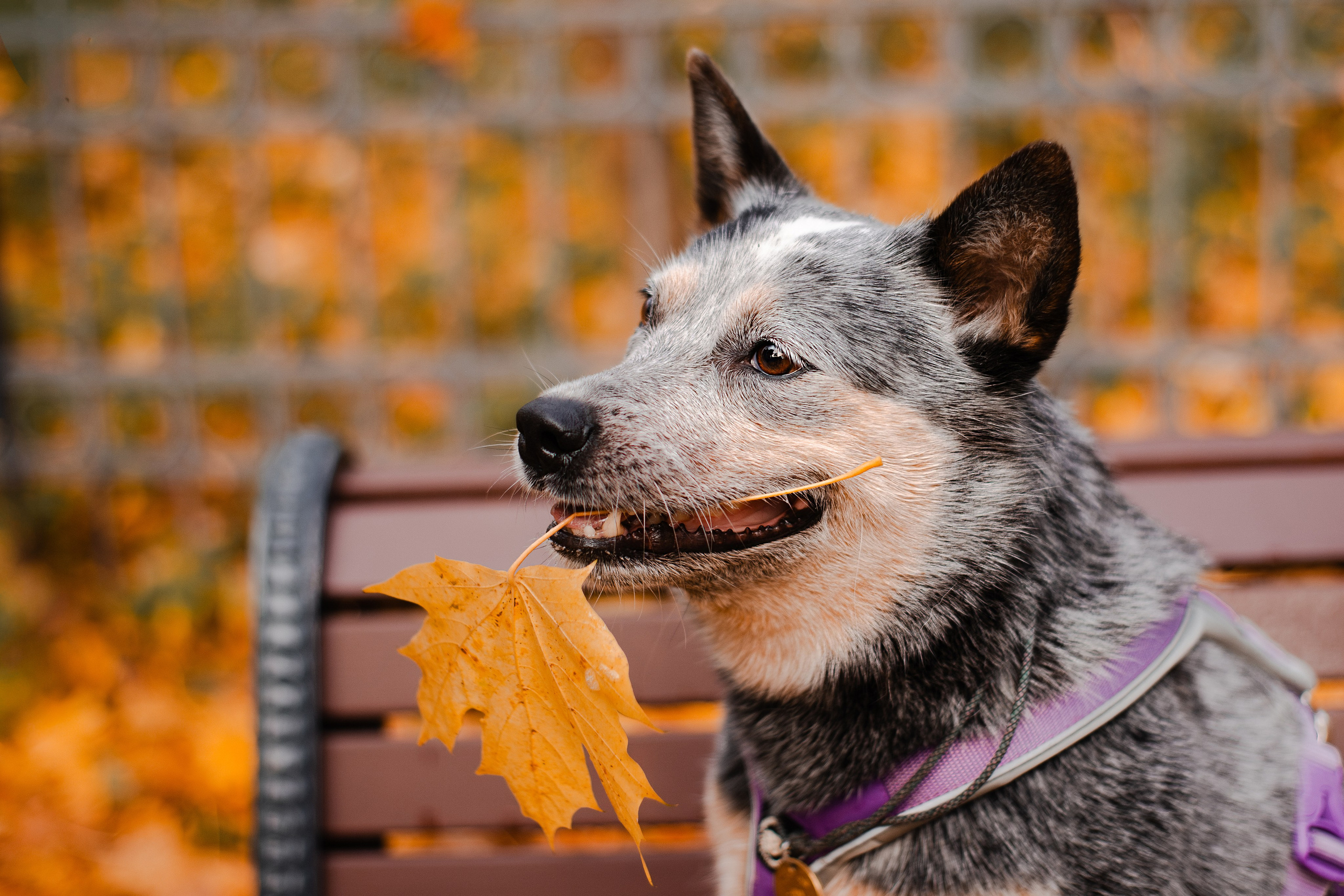 Юля, Антон и Лу. Фотограф-анималист Мария Баркевич | Москва