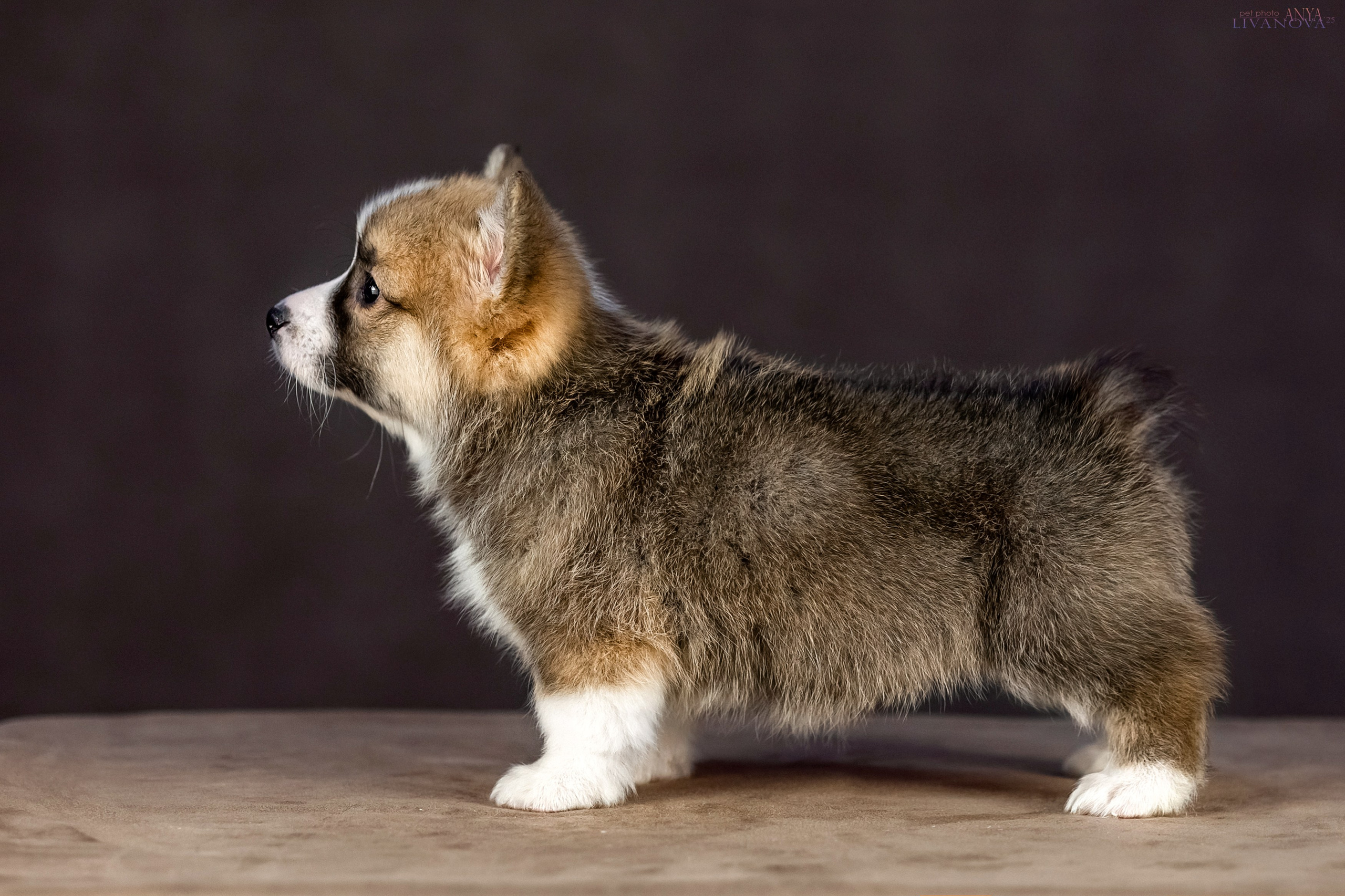 Коржики. Фотограф анималист Аня Ливанова | Рыбинск