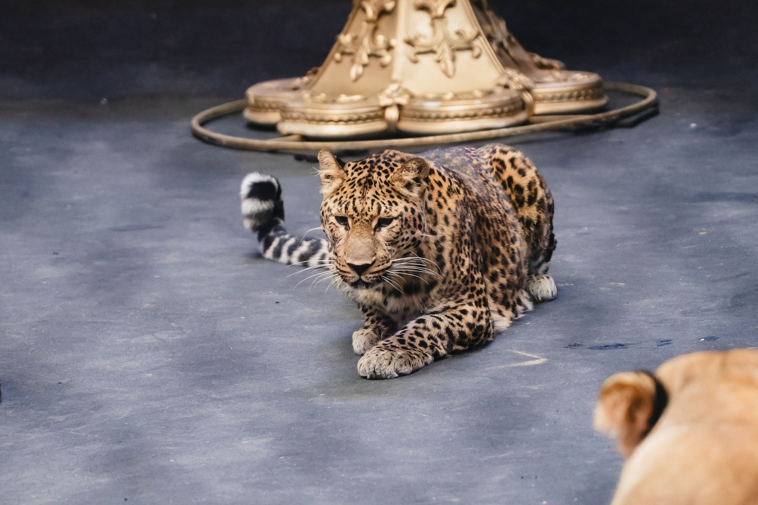 5 Континентов — Открытая репетиция. Воробьева Ксения — Спортивный и танцевальный фотограф Новосибирск