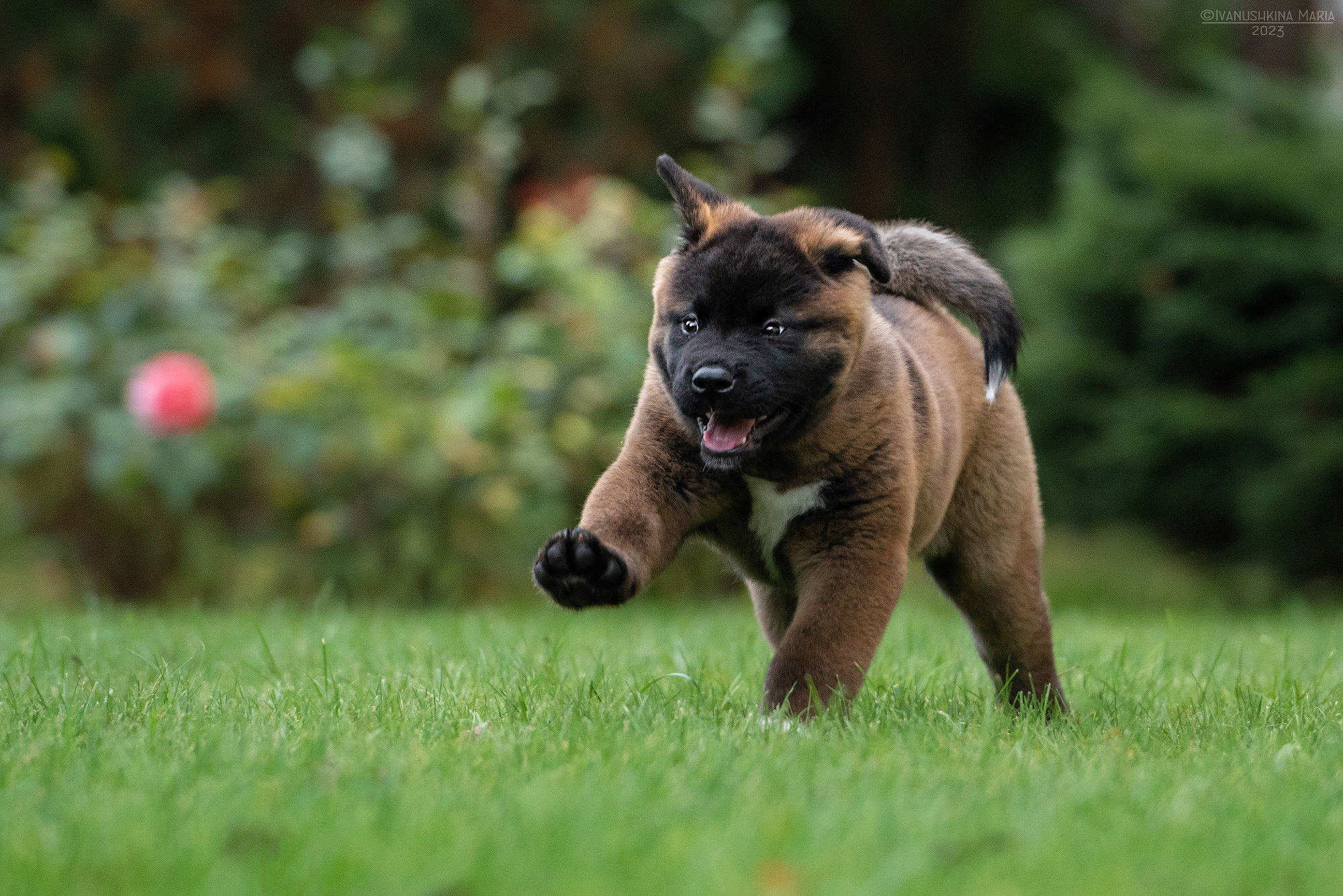 Фотосессия щенков на продажу. Фотограф собак в Москве и Московской области Иванушкина Мария
