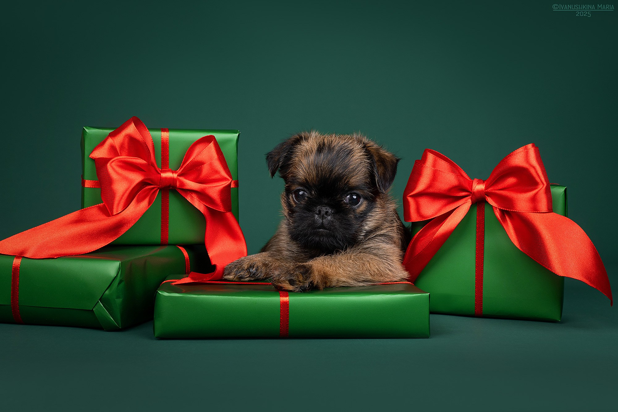 Фотосессия щенков на фонах. Фотограф собак в Москве и Московской области Иванушкина Мария