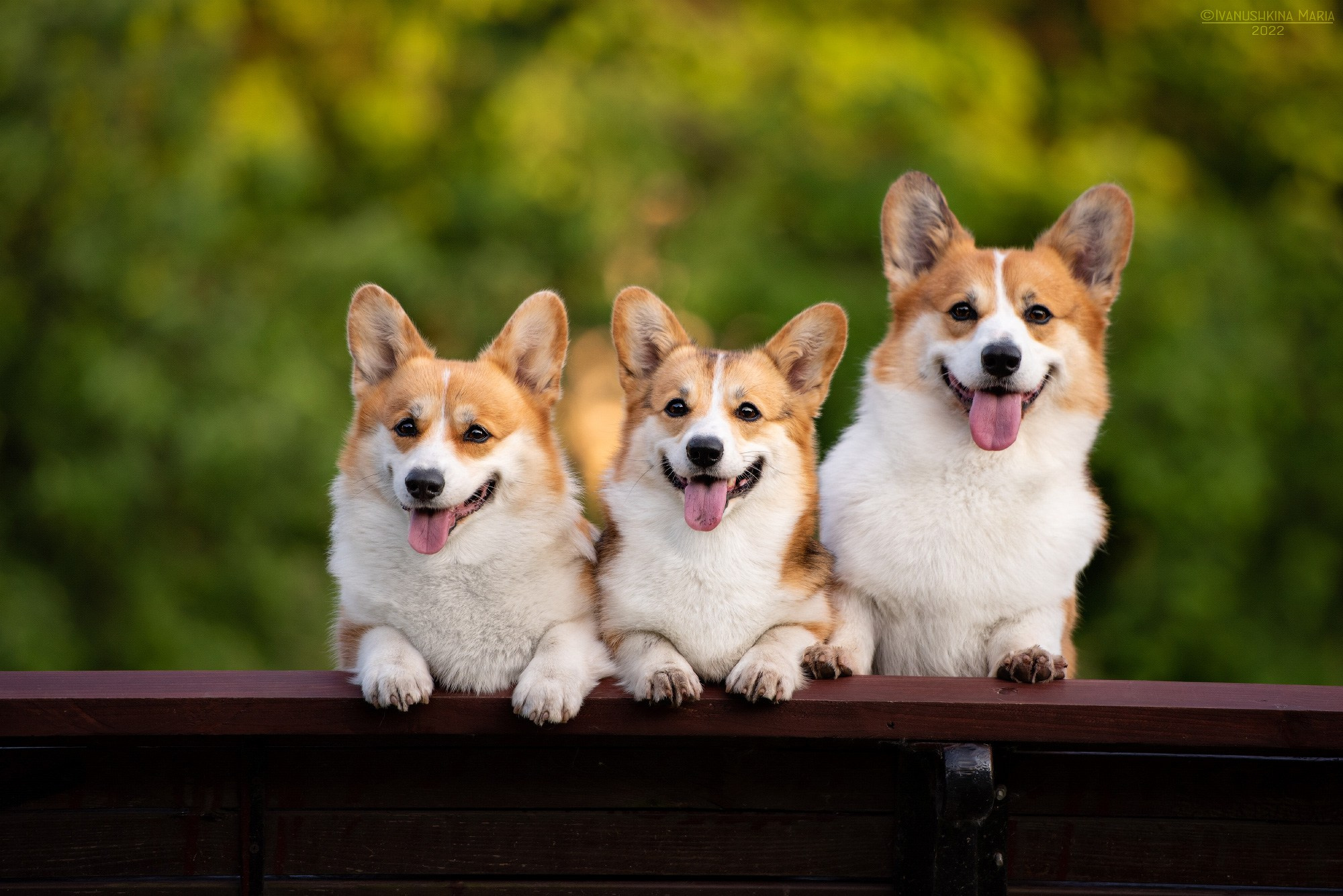 Фотограф-анималист. Фотограф собак в Москве и Московской области Иванушкина Мария